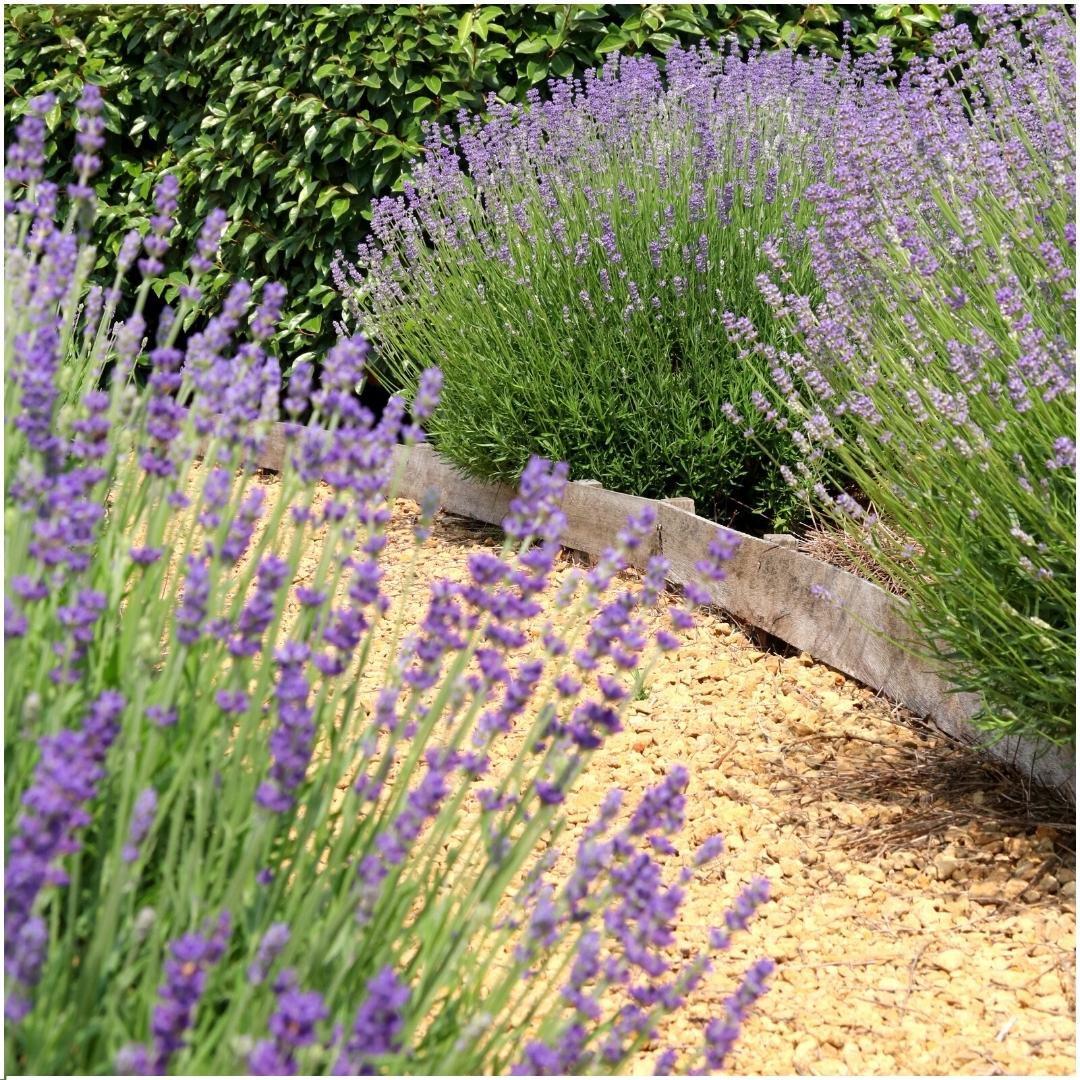 6x Lavandula stoechas Anouk® – 12 cm Topf – Set mit 6 Französischen Lavendeln - Pflanzfix24.de - Pflanzfix24.de