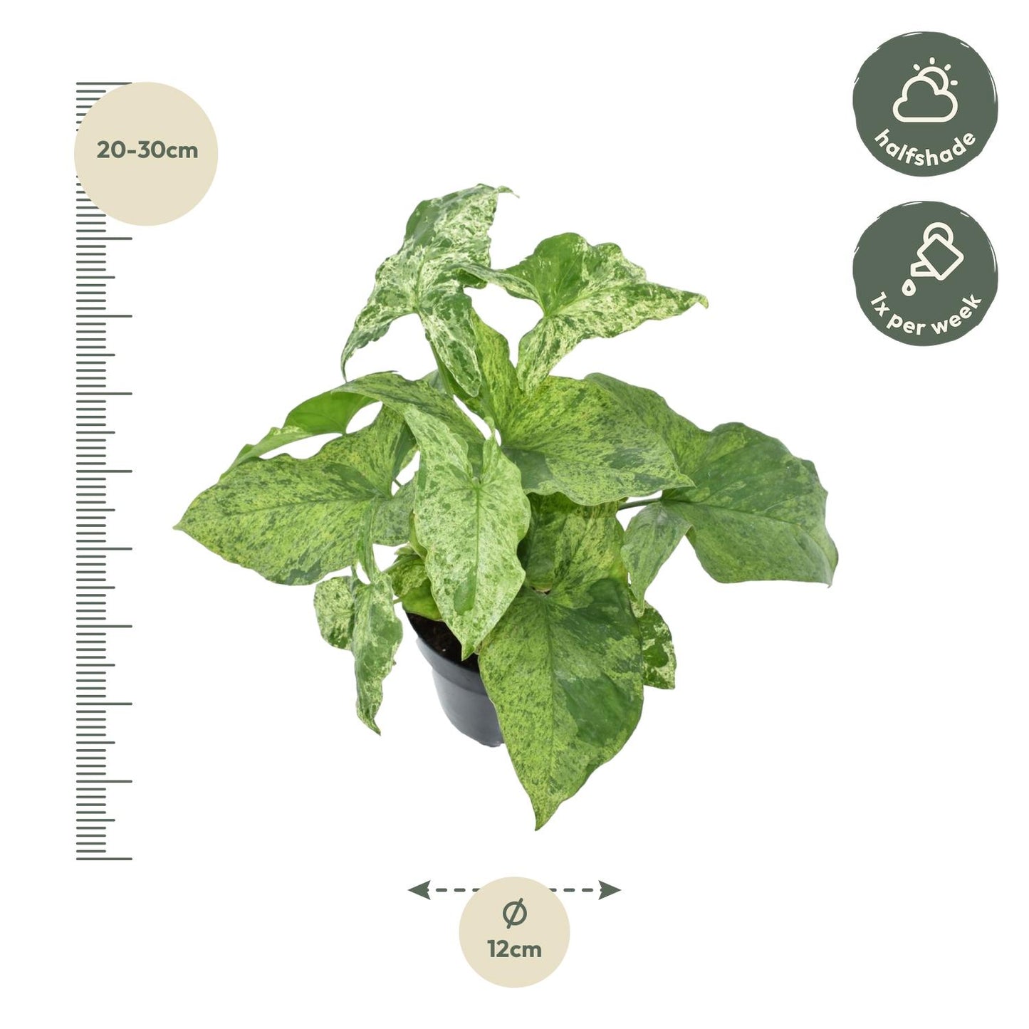 Syngonium Mottled Ø12cm – marmorierte Zimmerpflanze bei Pflanzfix24.de - Pflanzfix24.de