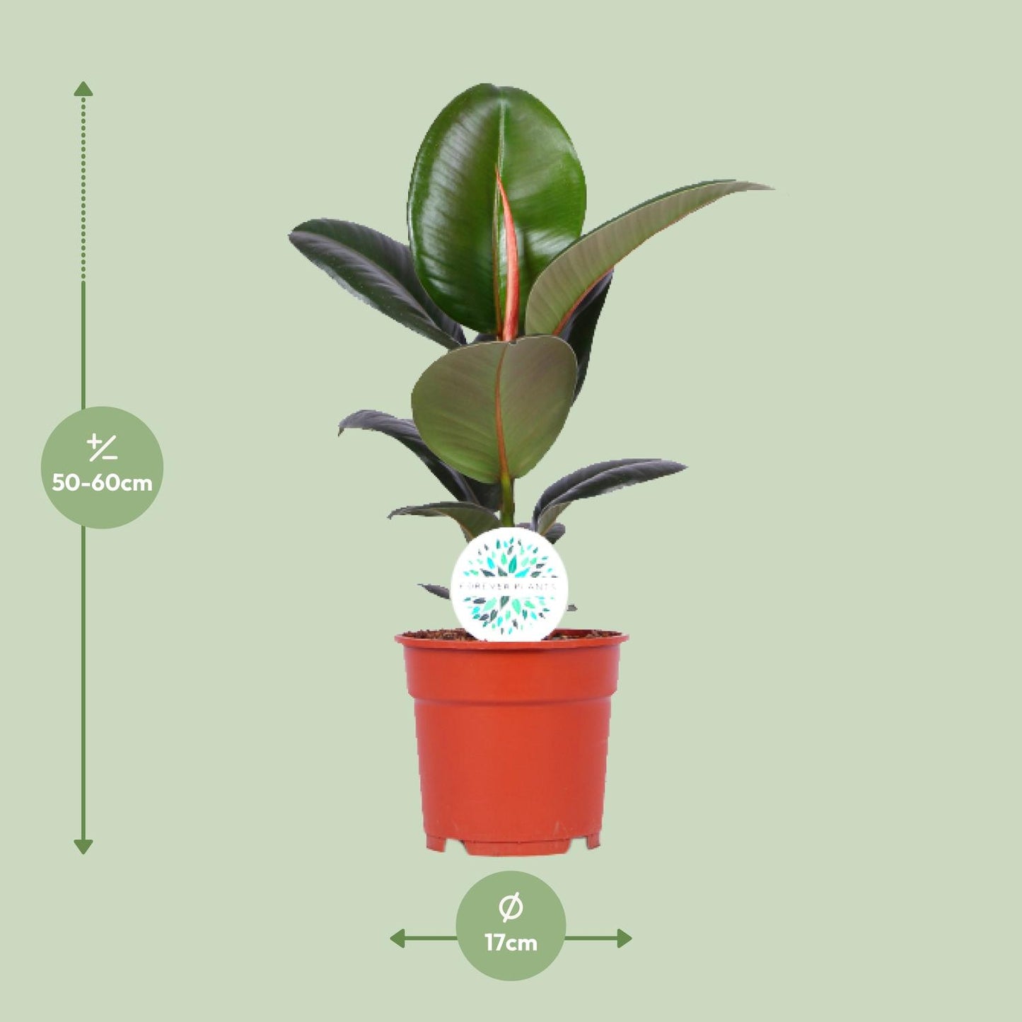 Ficus Elastica Robusta - Ø17cm - ↕55cm bei Pflanzfix24.de - Pflanzfix24.de