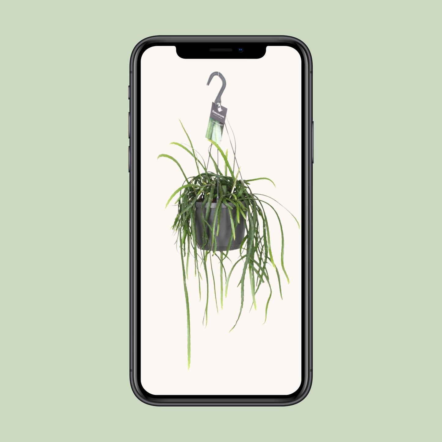 Lepismium Bolivianum – Kaktus 40 cm Ø17 | Pflanzfix24.de - Pflanzfix24.de