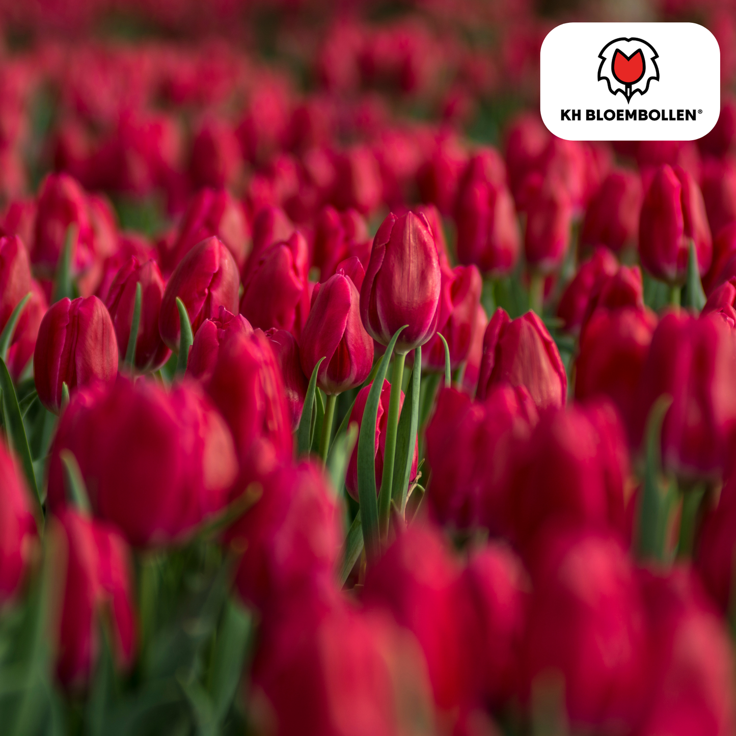 Tulpenbollen Ile de France – 20 Stuks | KH Bloembollen® - Pflanzfix24
