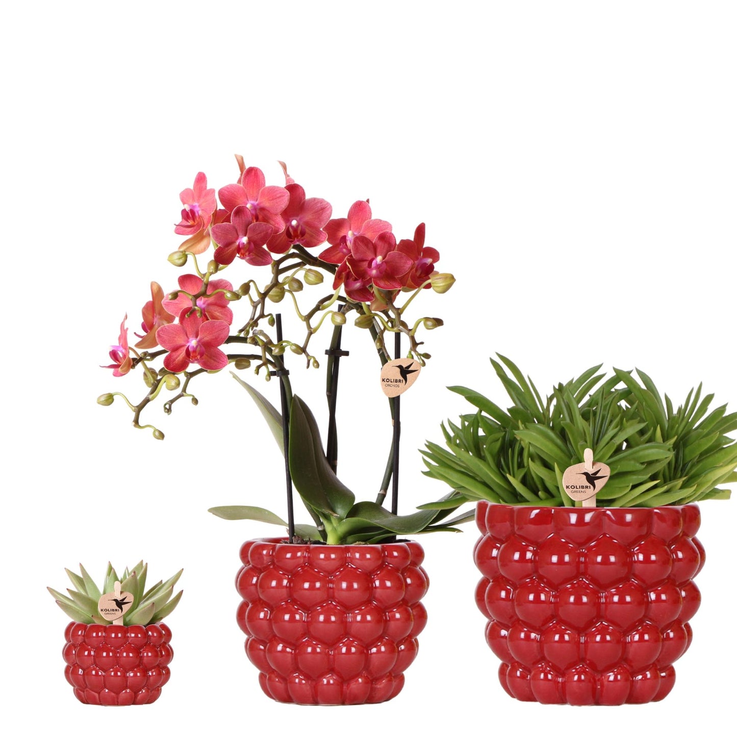 Pflanzset Rote Phalaenopsis & Sukkulenten | Pflanzfix24.de - Pflanzfix24.de