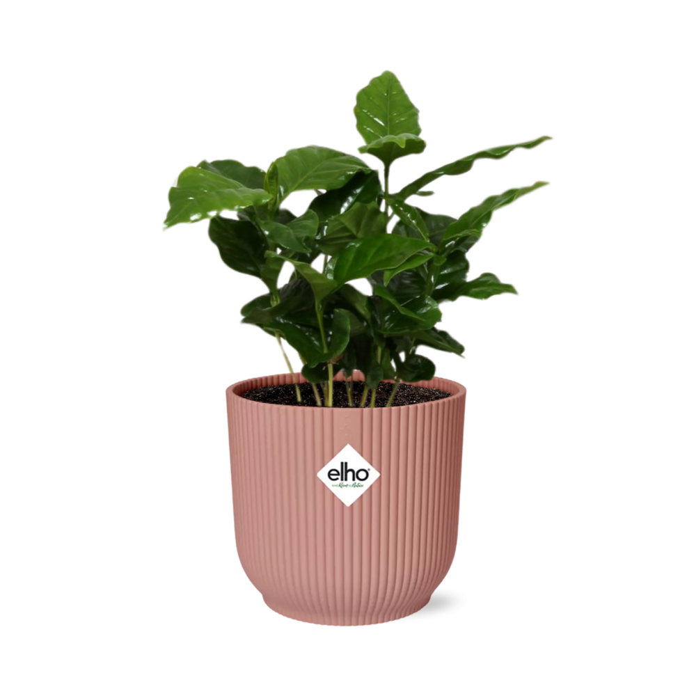 Arabica-Kaffee Pflanze in ELHO Vibes Fold 14cm - Pflanzfix24