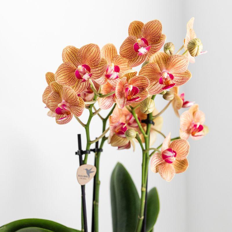 Orchidee Jamaica Ø9cm Orange + Lush Topf – Pflanzfix24.de - Pflanzfix24.de