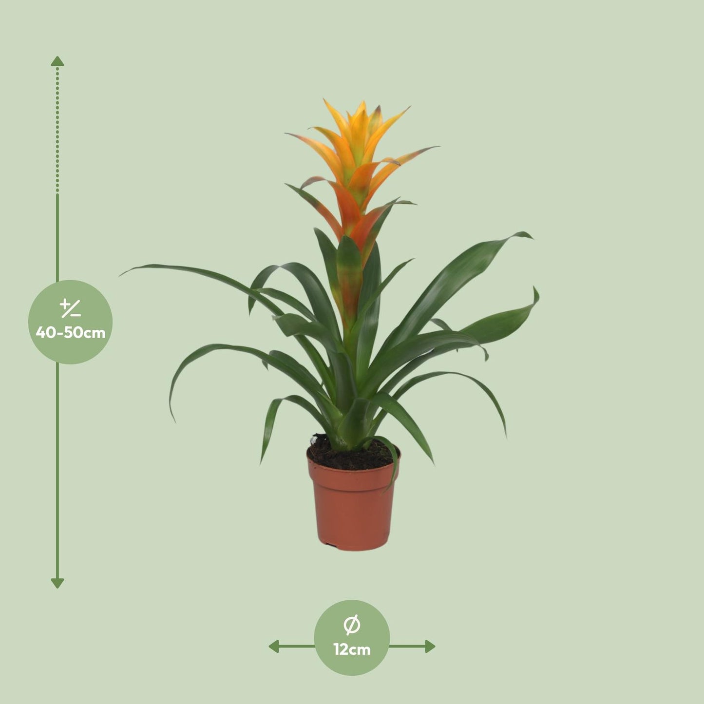 Guzmania Solara - Ø12cm - ↕50cm bei Pflanzfix24