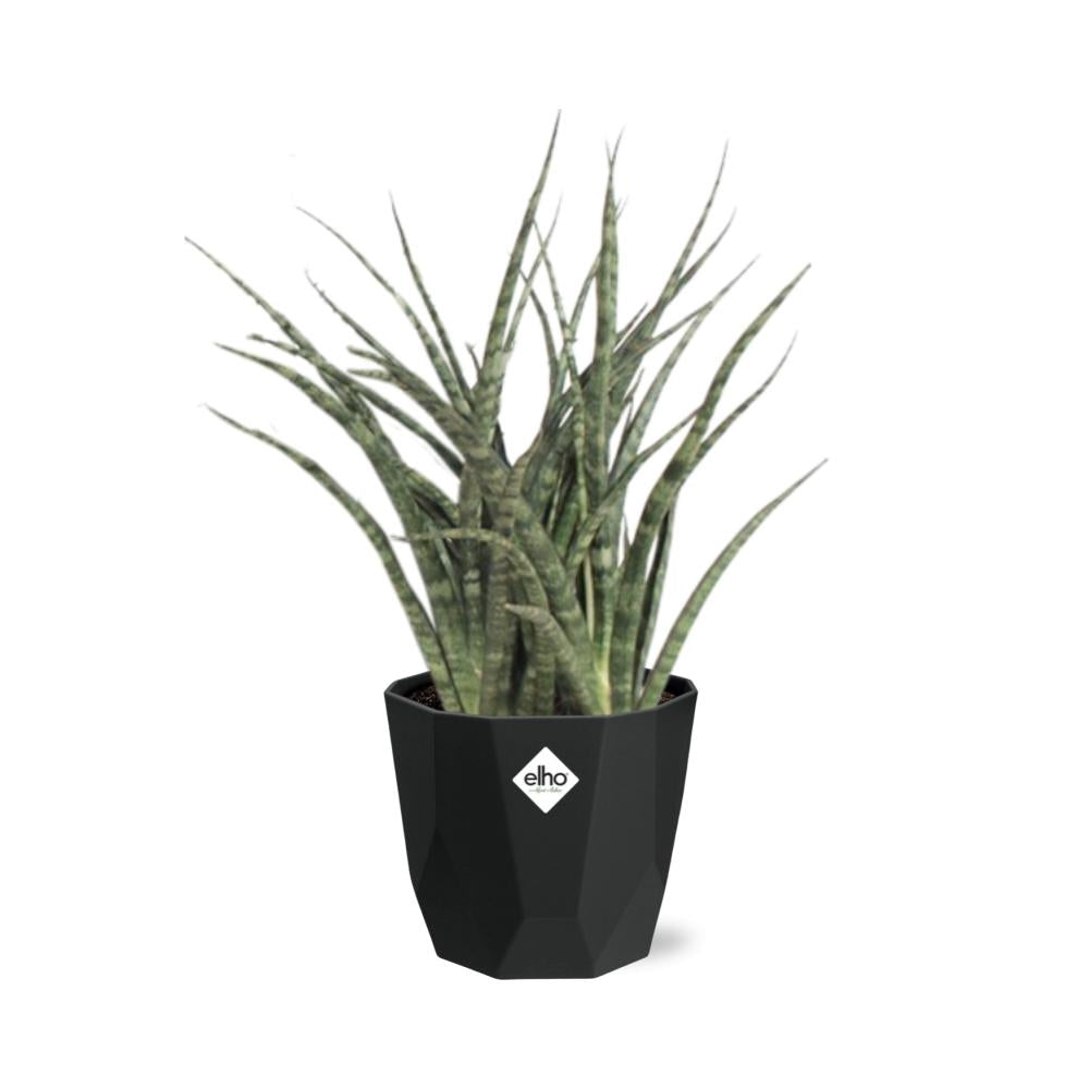 Sansevieria Fernwood Punk 14cm Pflanzfix24