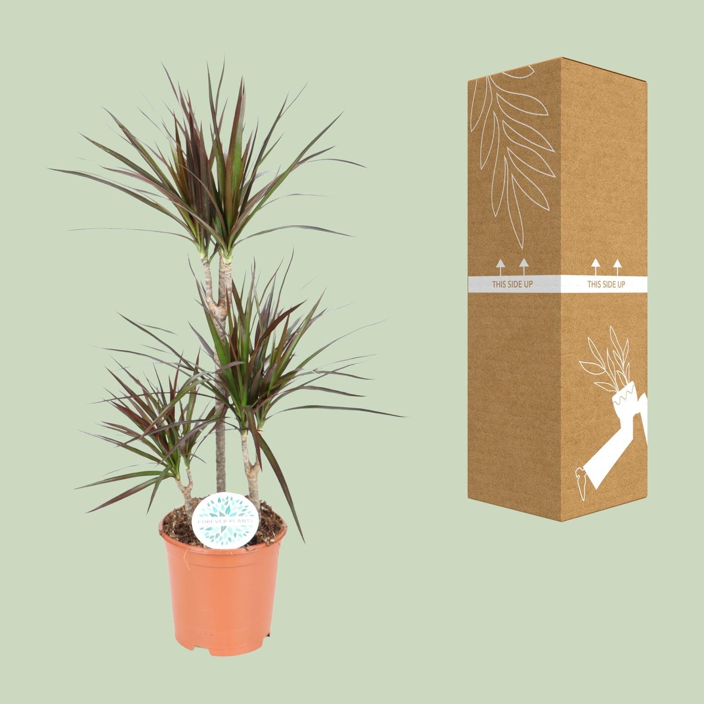 Dracaena Magenta - Ø21cm - ↕95cm - Pflanzfix24