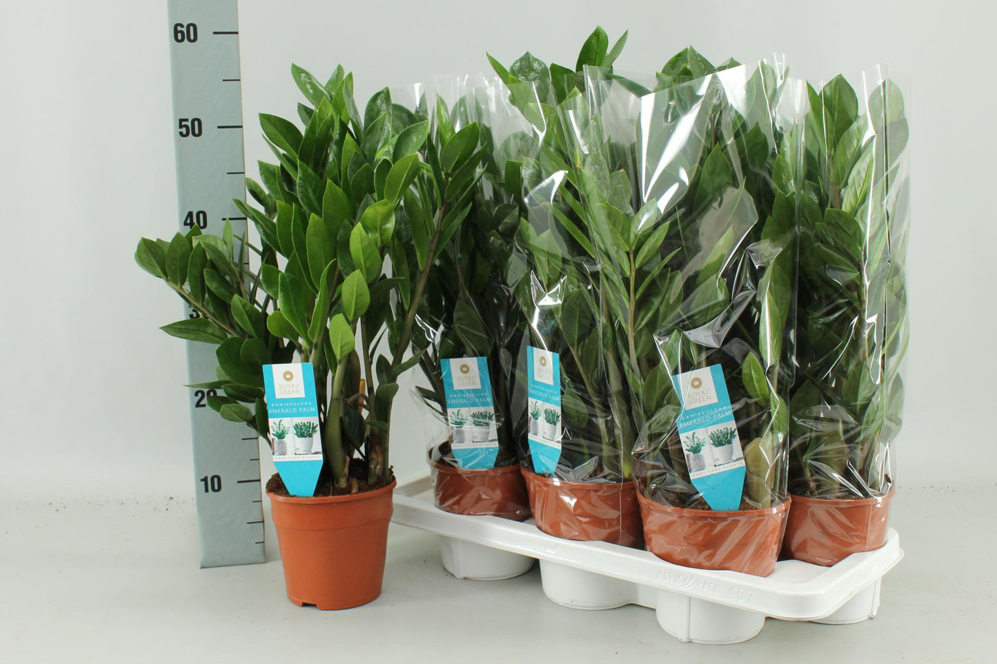Zamioculcas Pflanze Ø14cm – Robust & Pflegeleicht | Pflanzfix24.de - Pflanzfix24.de