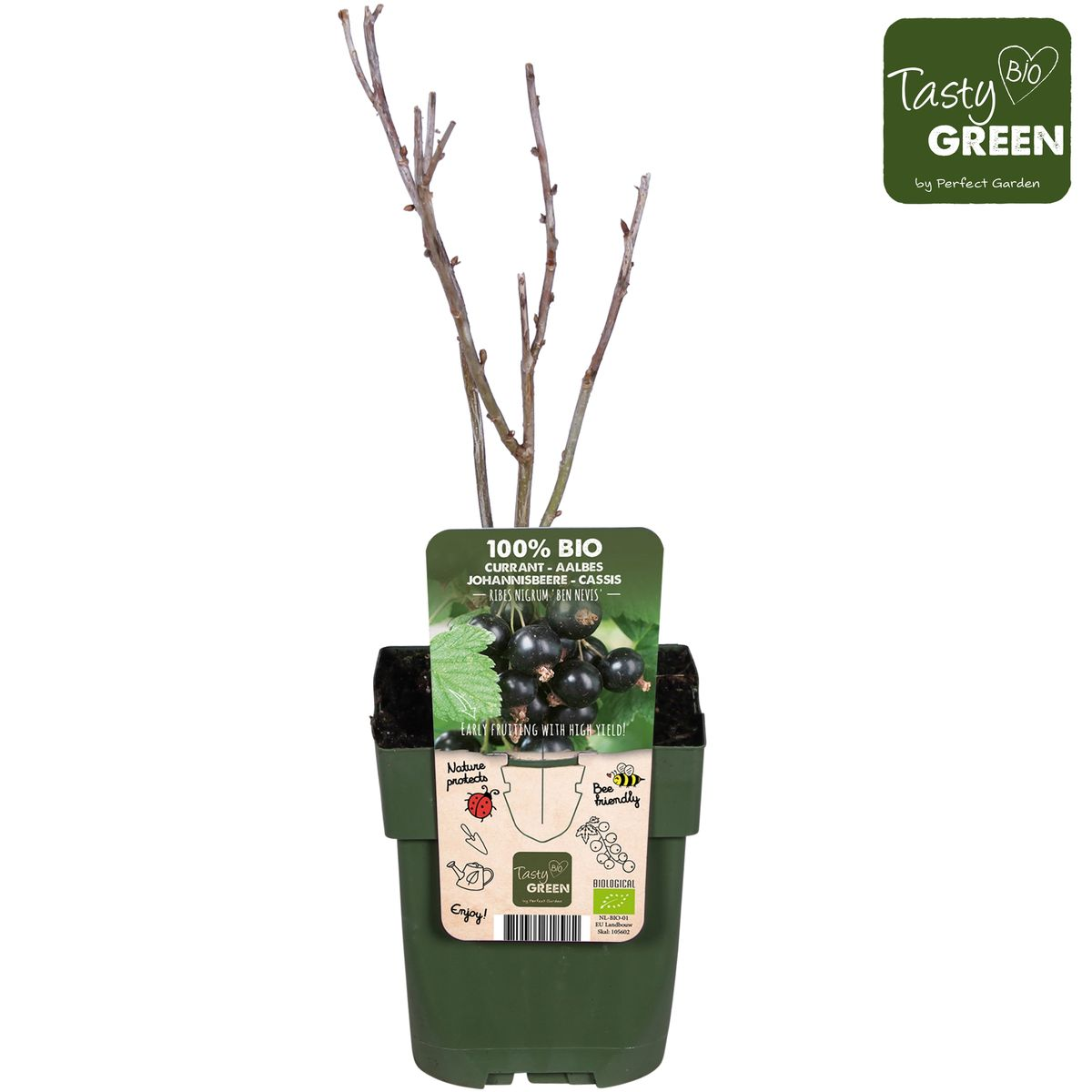 Ribes nigrum 'Ben Nevis' - Schwarze Johannisbeere - Ø13cm - ↕45cm - Pflanzfix24