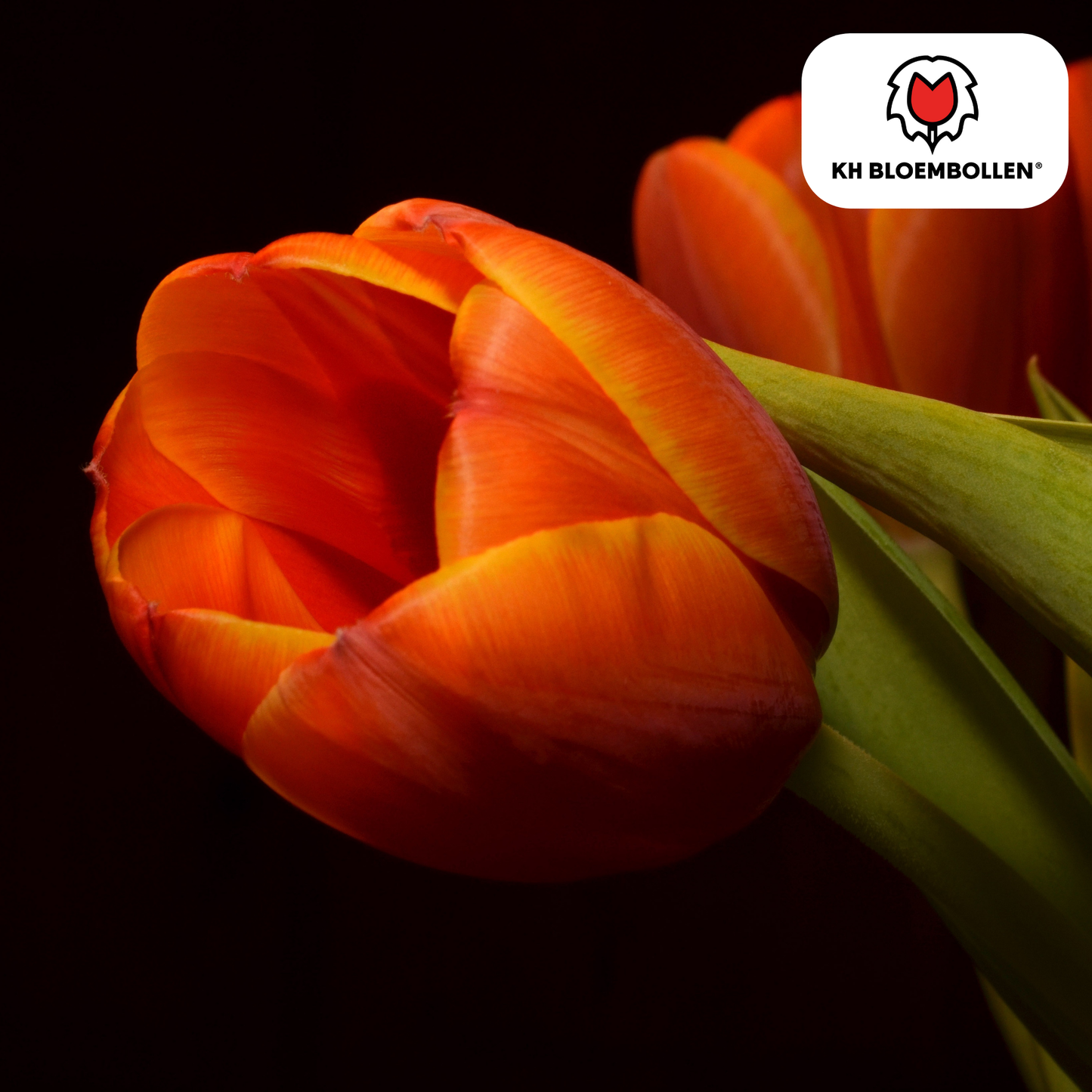 Tulpenbollen Dafeng - 20 Stuks | KH Bloembollen® - Pflanzfix24