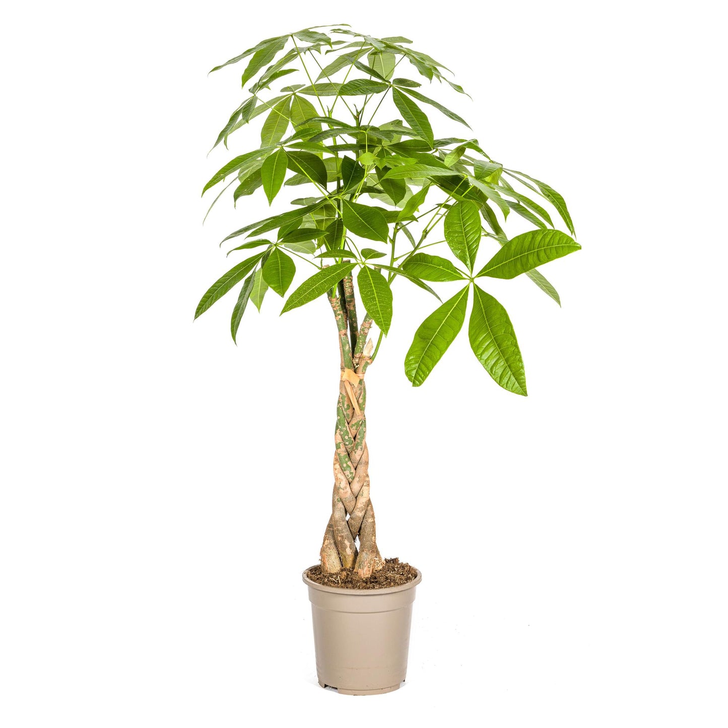 Pachira Aquatica Geldbaum Ø21cm 90-110cm – Pflanzfix24