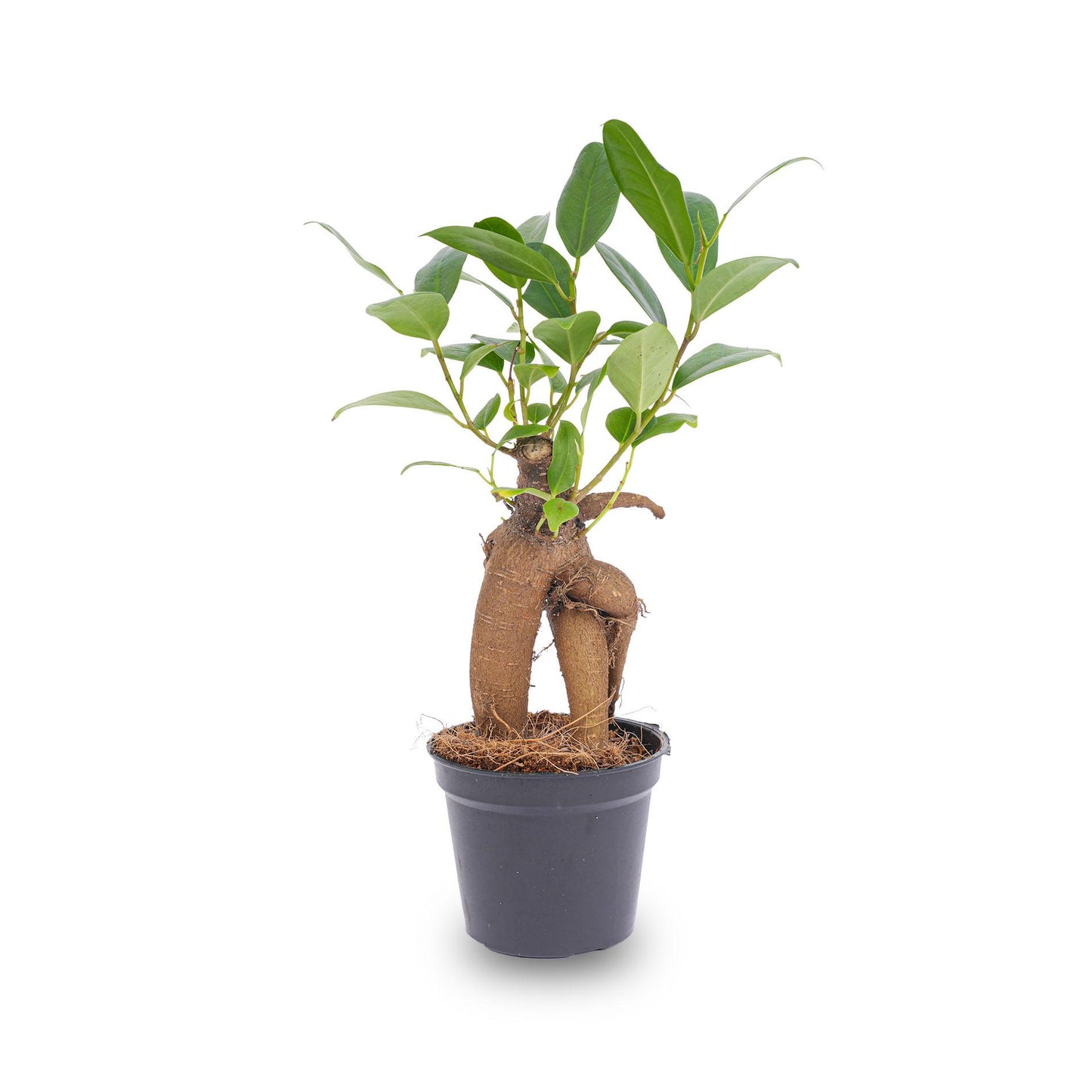 Ficus Ginseng bonsai - pflanzfix24
