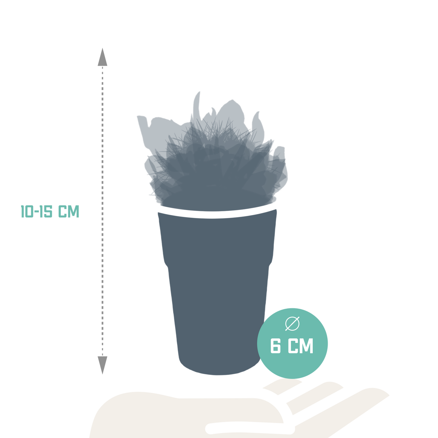 Cactus en vetplanten Mischung 5,5 cm | 15 stück - in gekleurde plasticpot - Pflanzfix24.de - Pflanzfix24.de