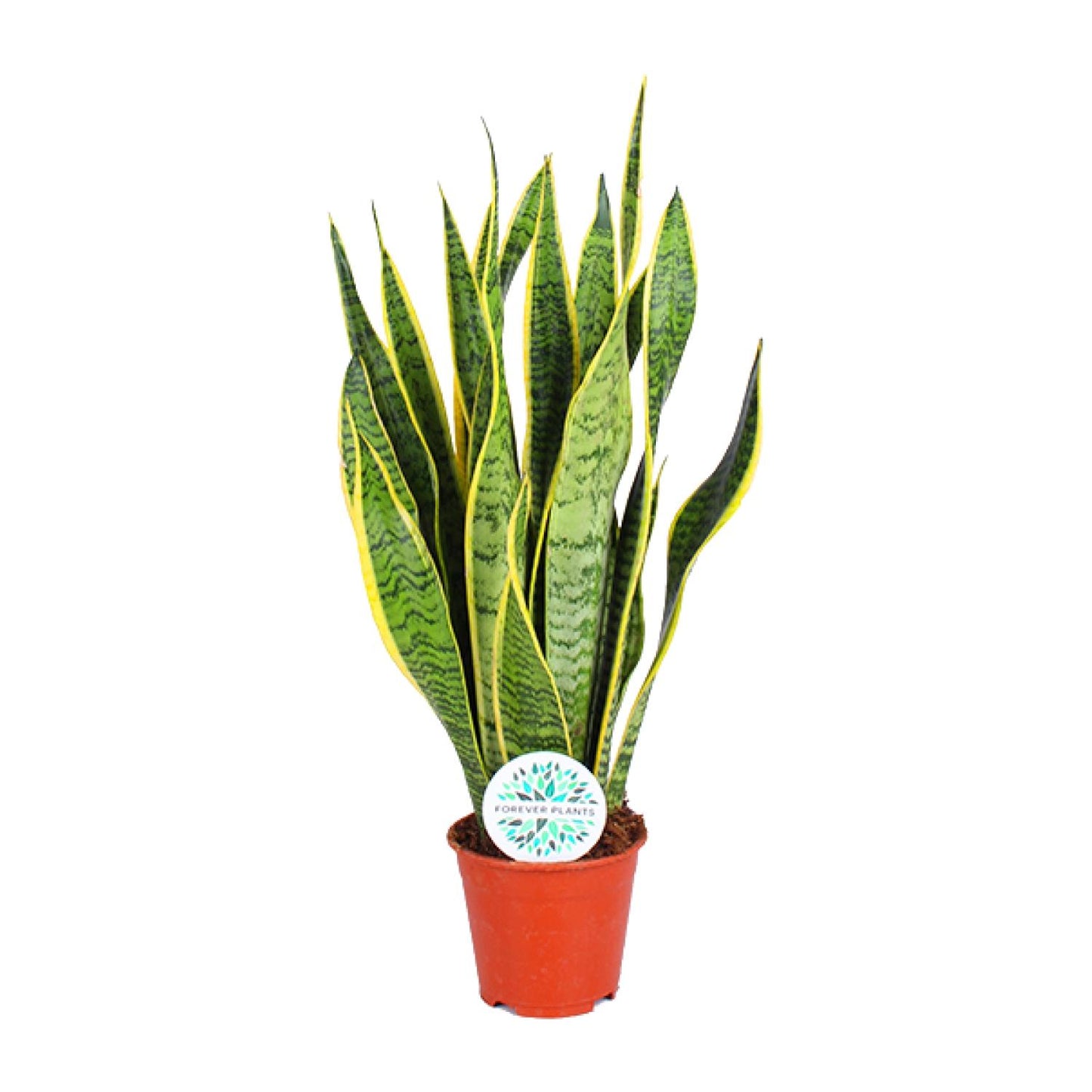 Sansevieria Trifasciata Laurentii Ø14cm | Pflegeleichte Zimmerpflanze – Pflanzfix24