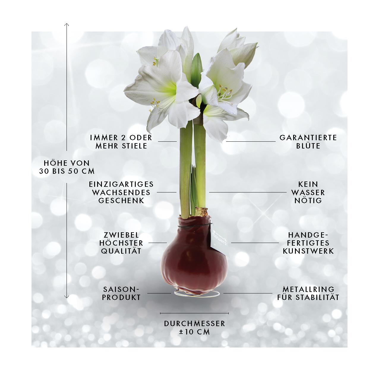 No Water Flowers® | Waxz® Colours - White + White flower - Pflanzfix24