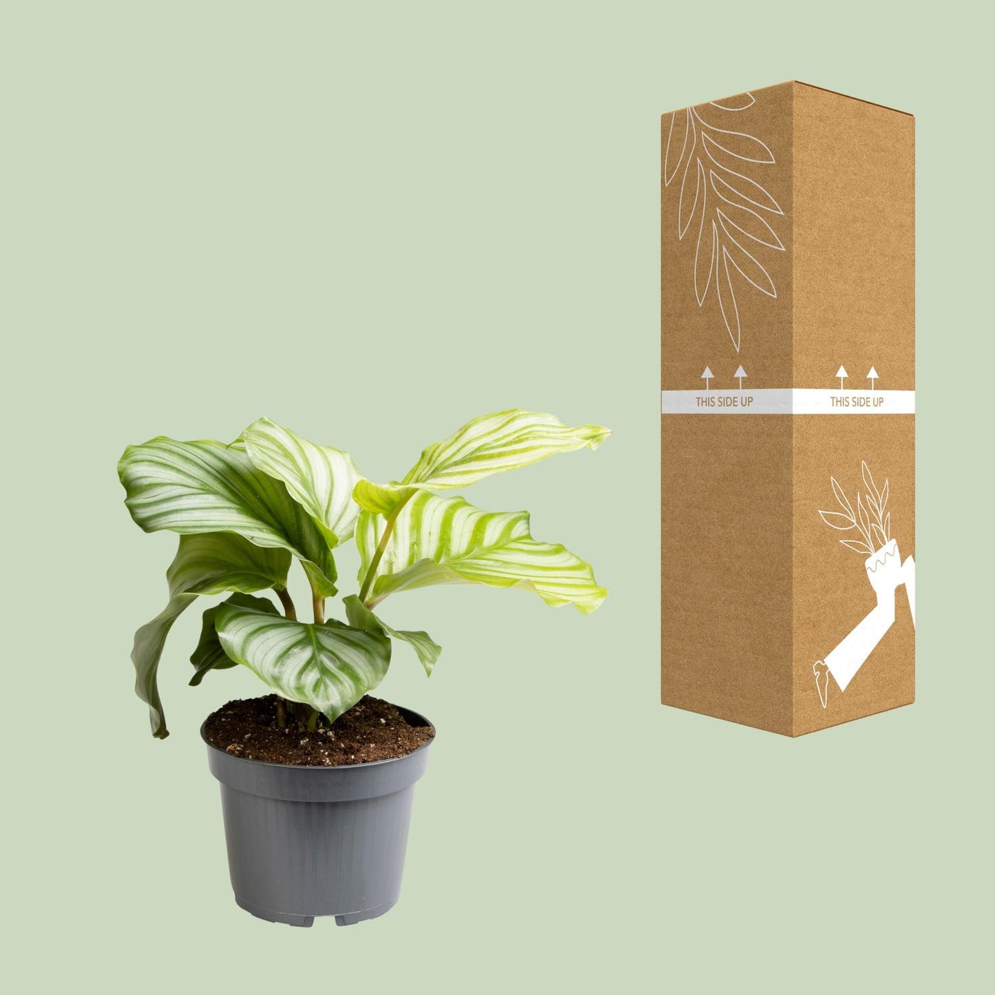 Calathea Orbifolia - Ø12cm - ↕25cm - Pflanzfix24.de - Pflanzfix24.de
