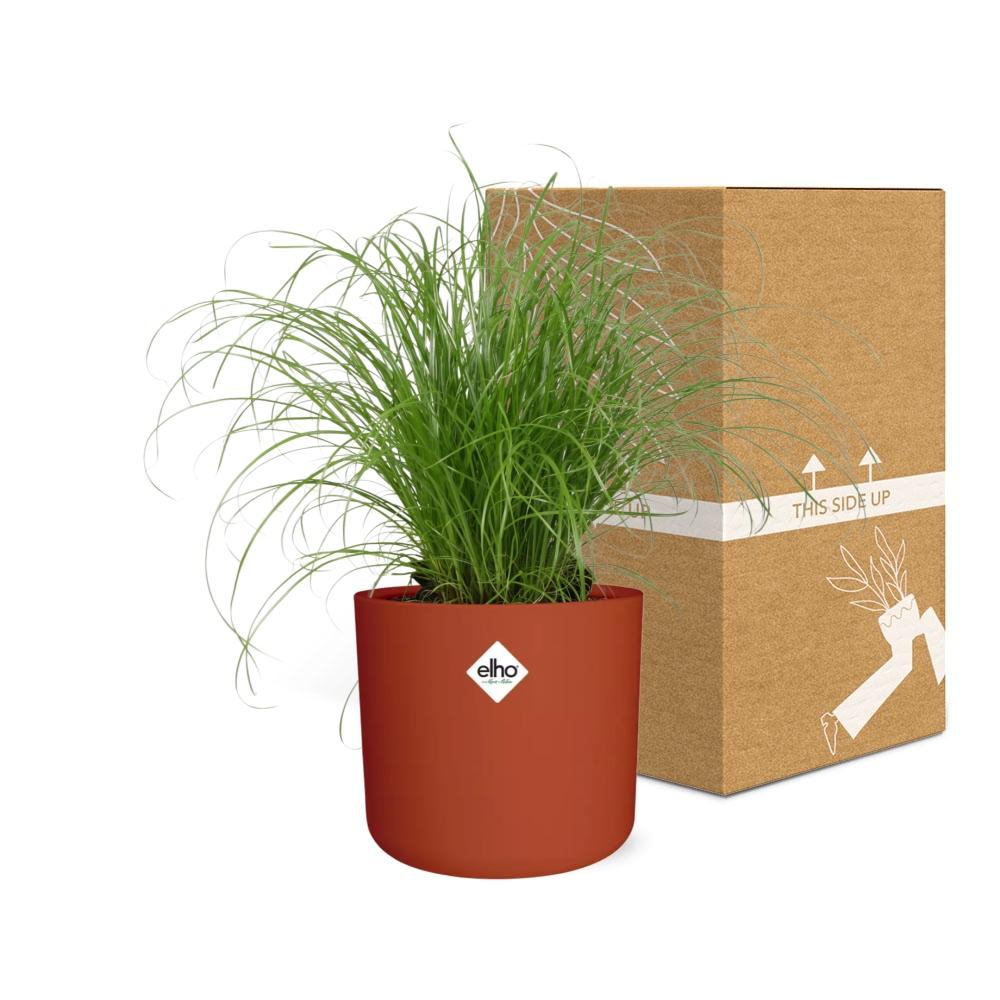 Cyperus Alternifolius Schirmgras Zimmerpflanze - ELHO b.for soft rund 14cm - brique - Pflanzfix24