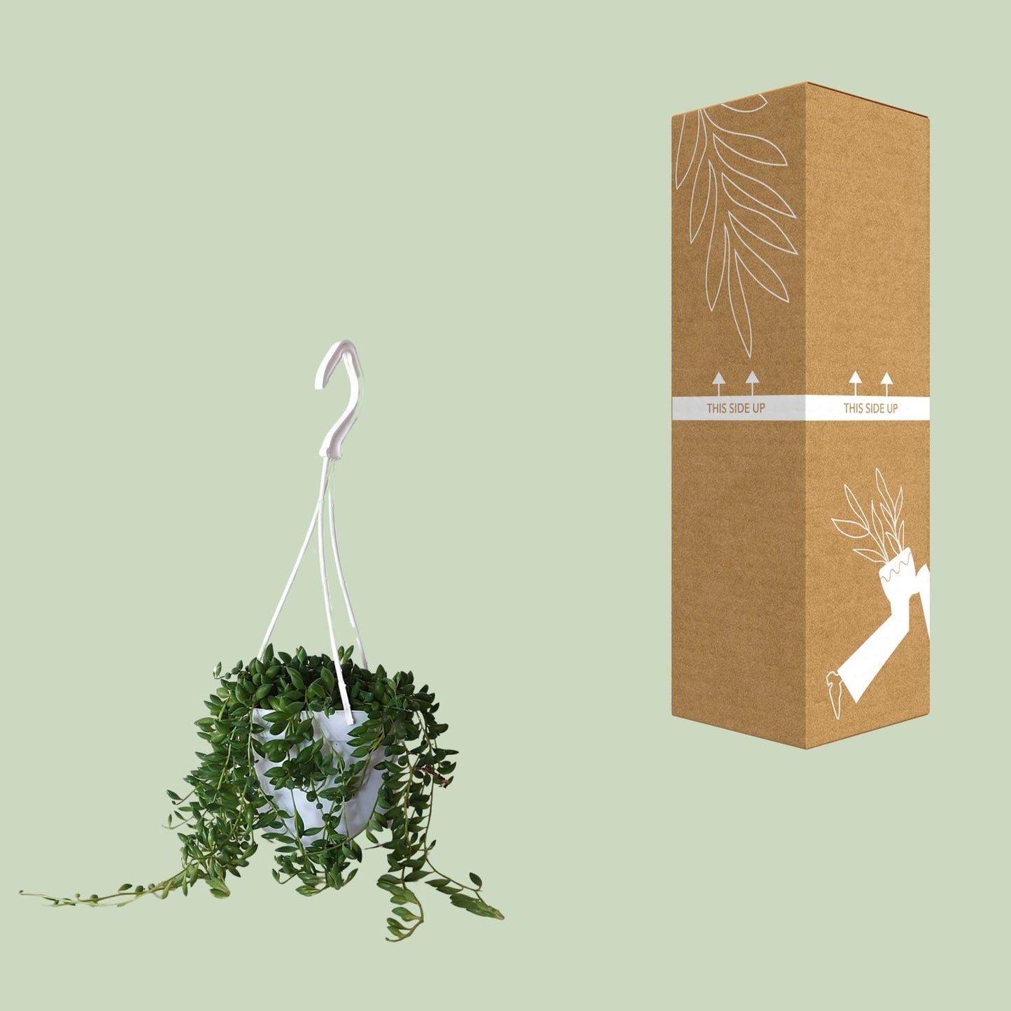 Senecio Herreianus - Ø11cm - ↕25cm bei Pflanzfix24