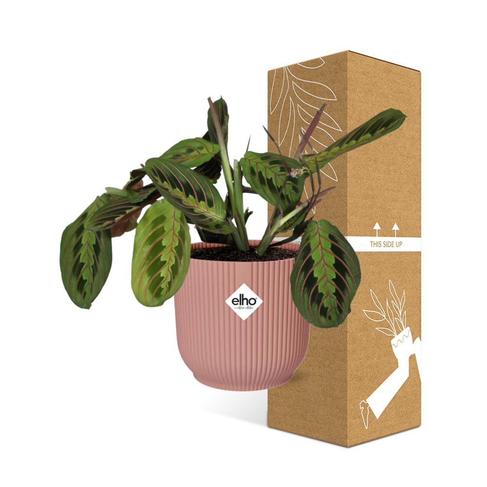 Maranta Leuconeura ‘Fascinator’ Tricolor 14cm ELHO Vibes Fold | Pflanzfix24