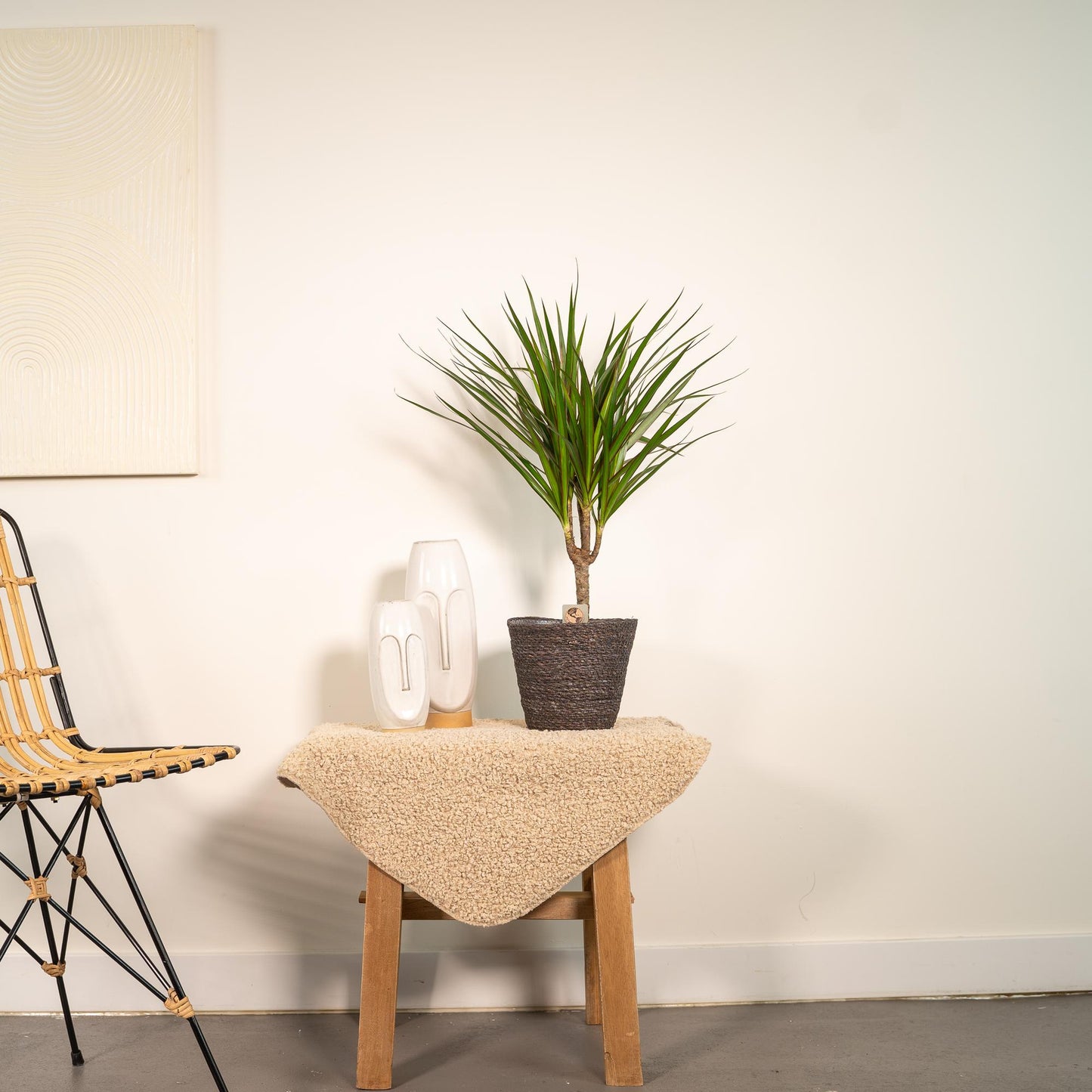 Dracaena Marginata - Ø14cm - ↕60cm - Pflanzfix24