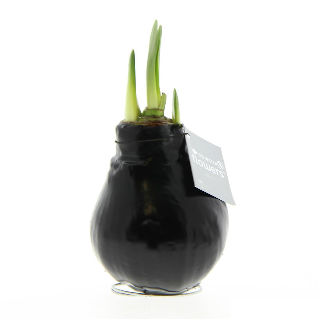 No Water Flowers® (wax amaryllis) | Waxz® Colours - Black + Red flower - Pflanzfix24