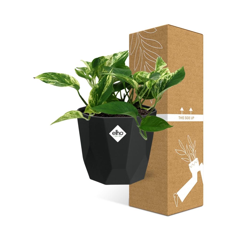 Scindapsus Marble Queen 14cm - Pflanzfix24