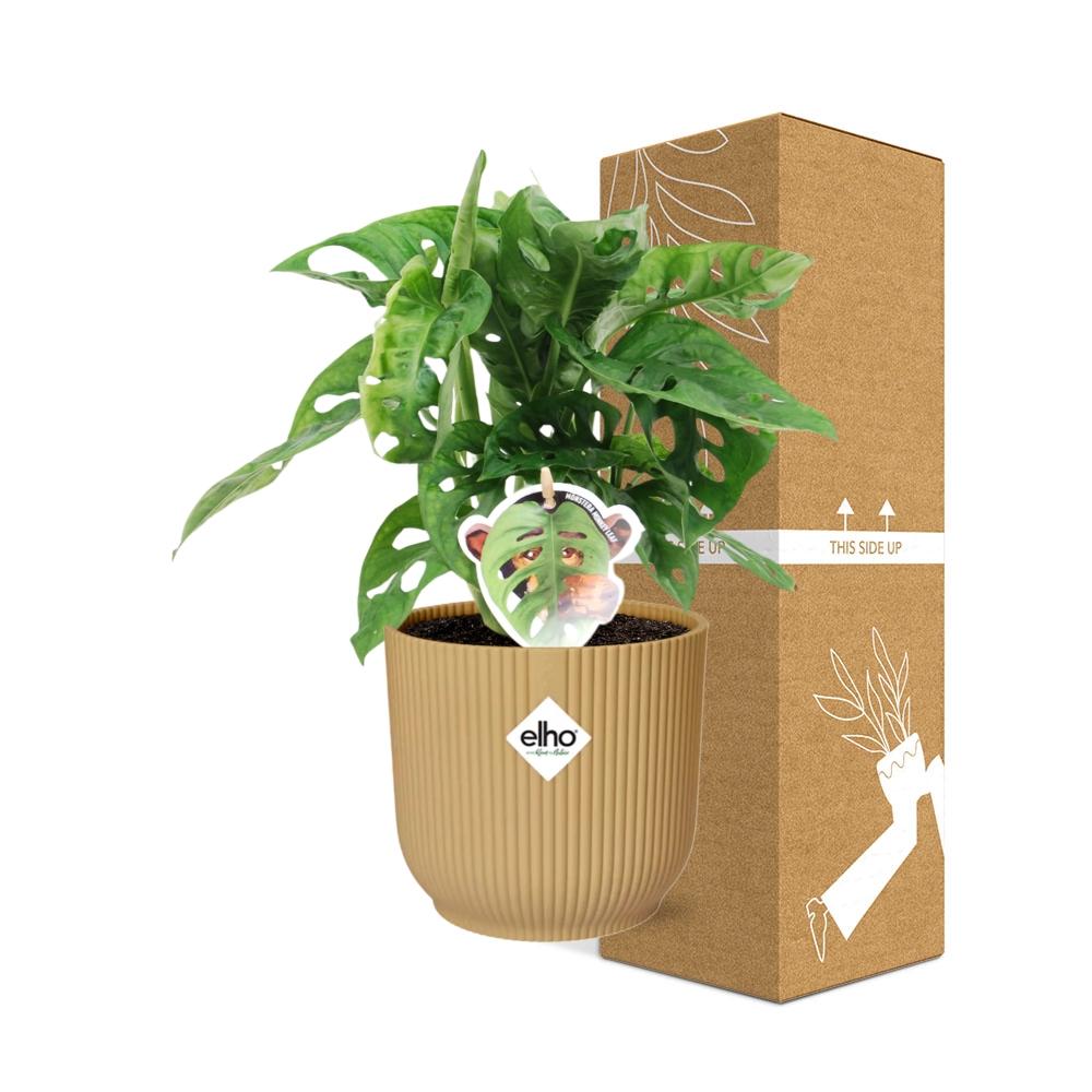 Monstera 'Monkey Leaf' ELHO Fold 14cm gelb | Pflanzfix24