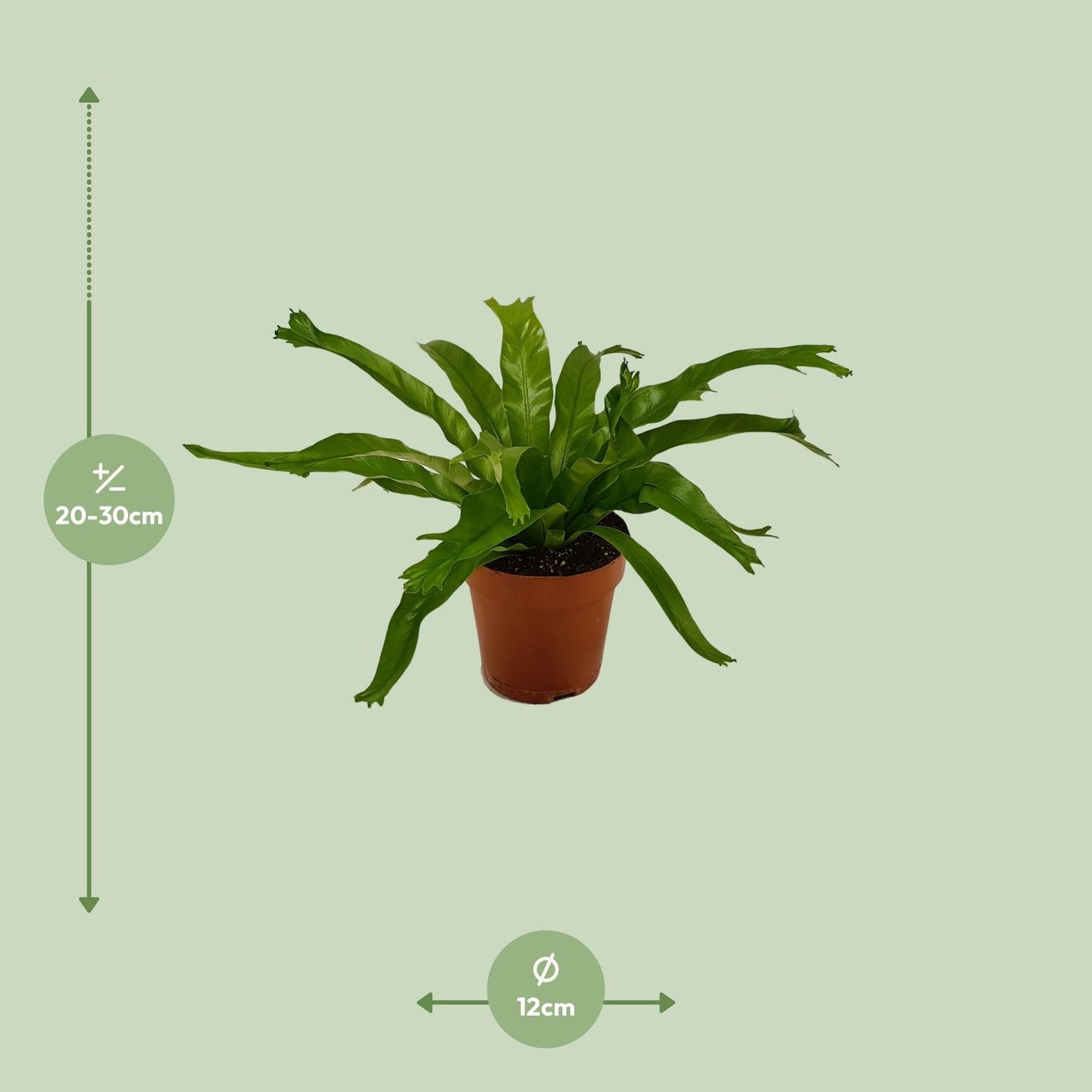 Asplenium Crissie - Ø12cm - ↕30cm - Pflanzfix24