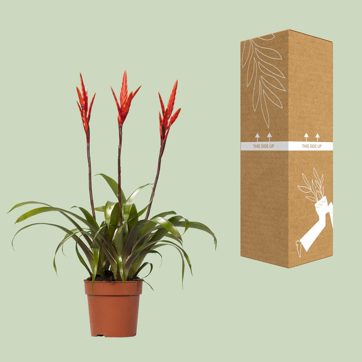 Vriesea Zimmerpflanze Ø12cm, 55cm hoch – Pflanzfix24.de - Pflanzfix24.de