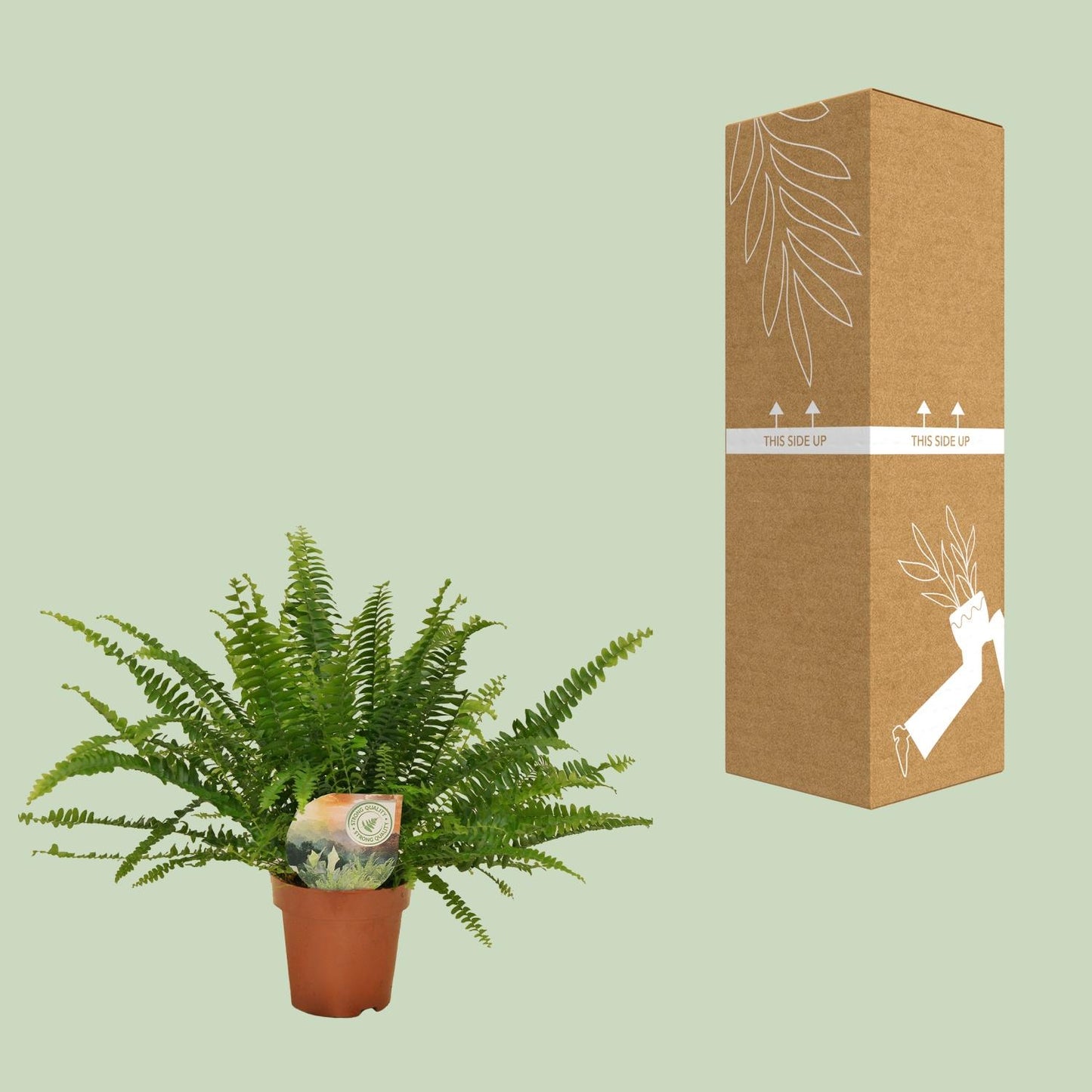 Nephrolepis „Grüne Dame“ Boston-Farn Ø12cm | Pflanzfix24.de - Pflanzfix24.de