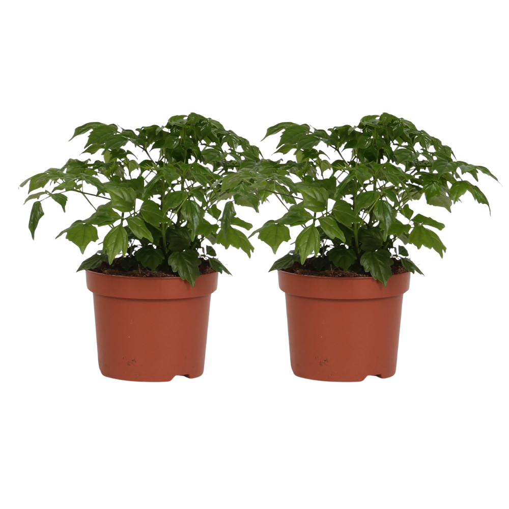 Rademachera Sinica 2er Set Ø12 cm – Grünpflanzen von Pflanzfix24