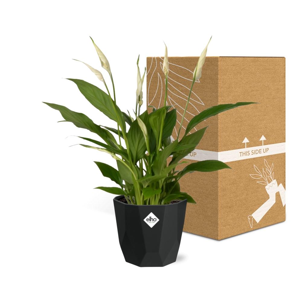 Spathiphyllum 12cm Torelli in 14cm b.for rock living black - Pflanzfix24