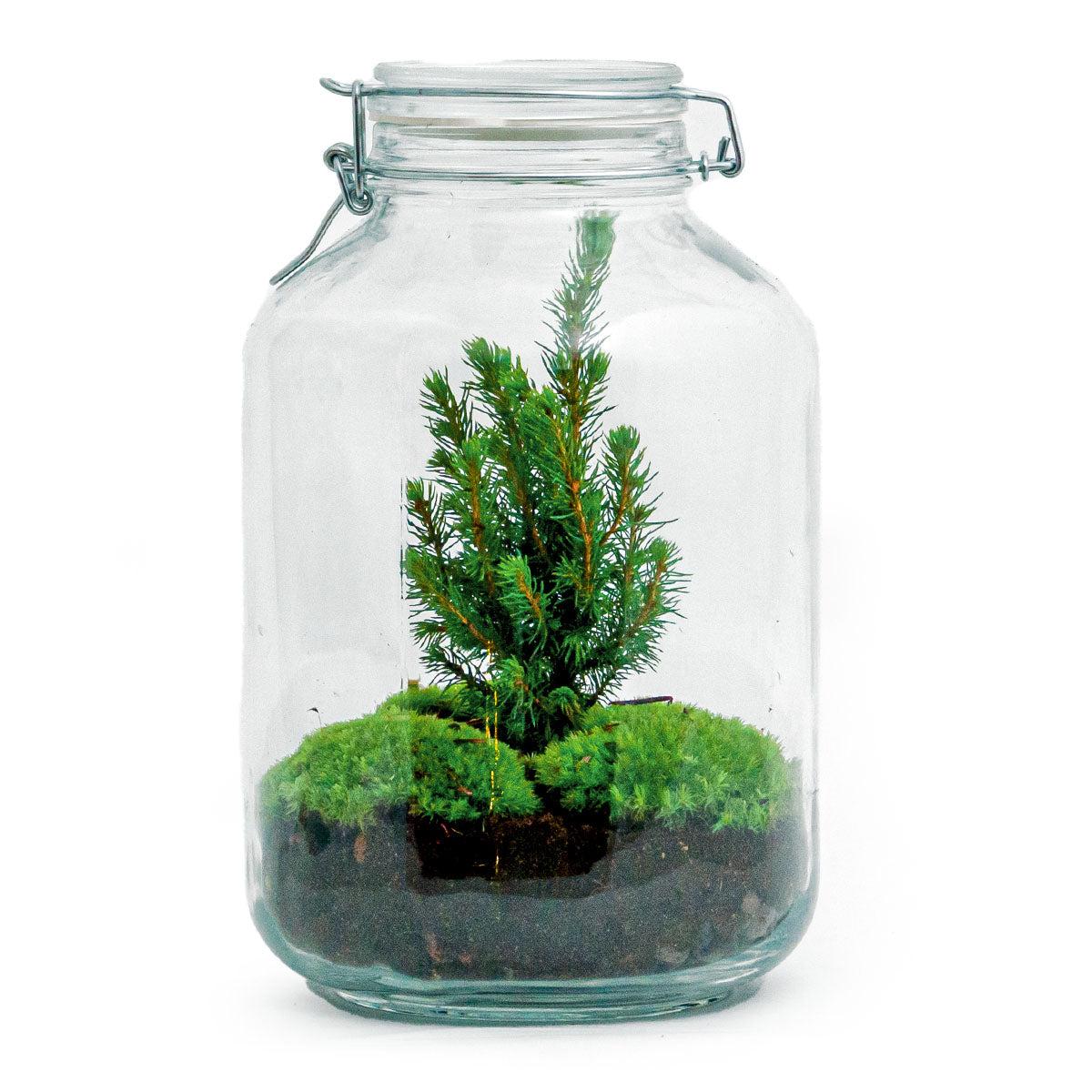 DIY Flaschengarten - Jar Christma - ↕ 28 cm - Pflanzfix24.de - Pflanzfix24.de