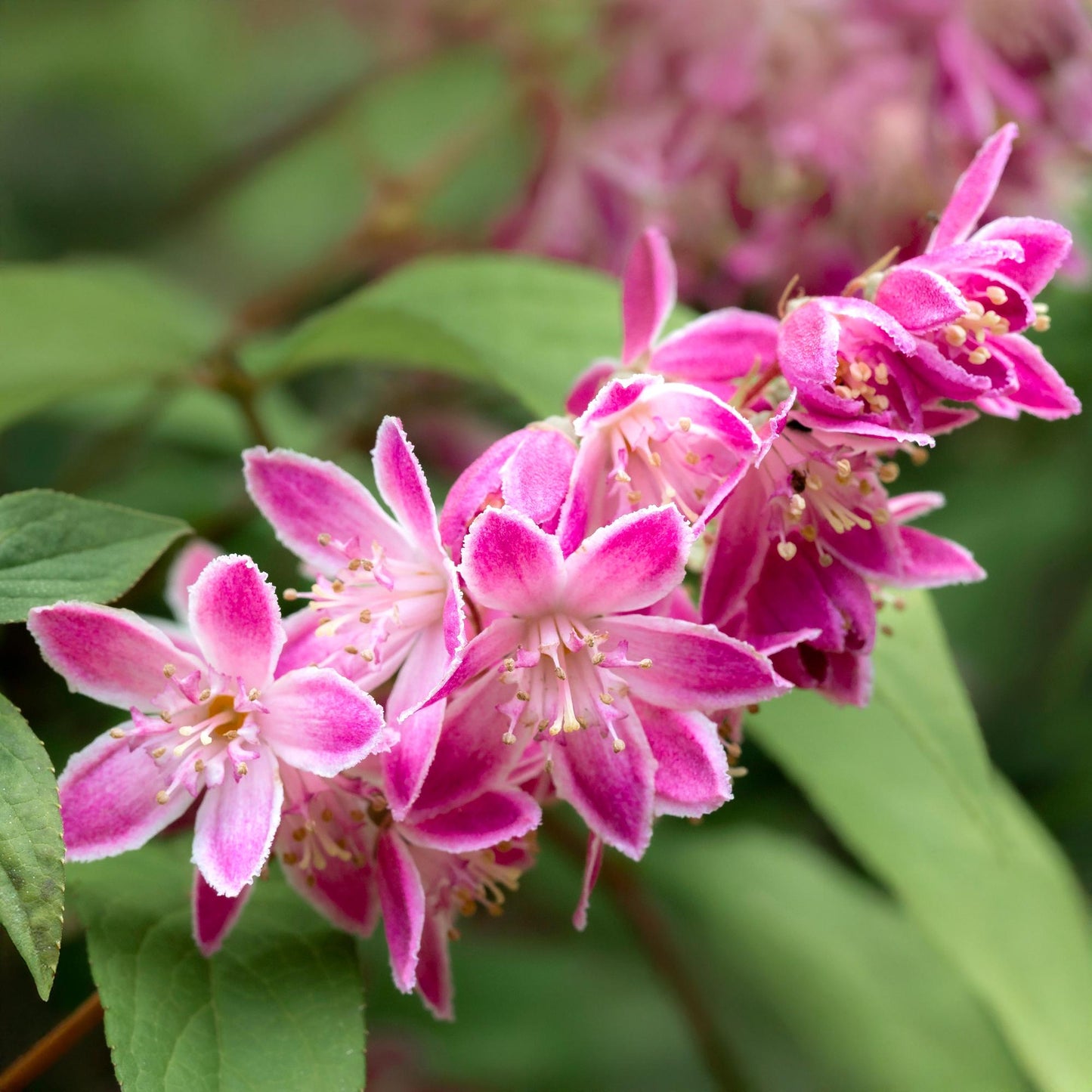 Pflanzfix24 - Deutzia hybrida Strawberry Fields - 1 Pflanze - Blüte Rosa - Topf 17cm