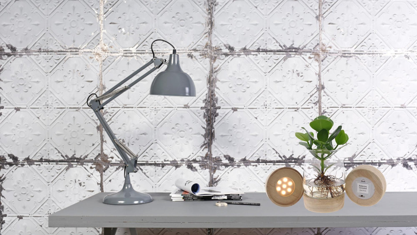 Clusia In Kingston Glas + LED - Ø12cm - ↕30cm - Pflanzfix24.de - Pflanzfix24.de