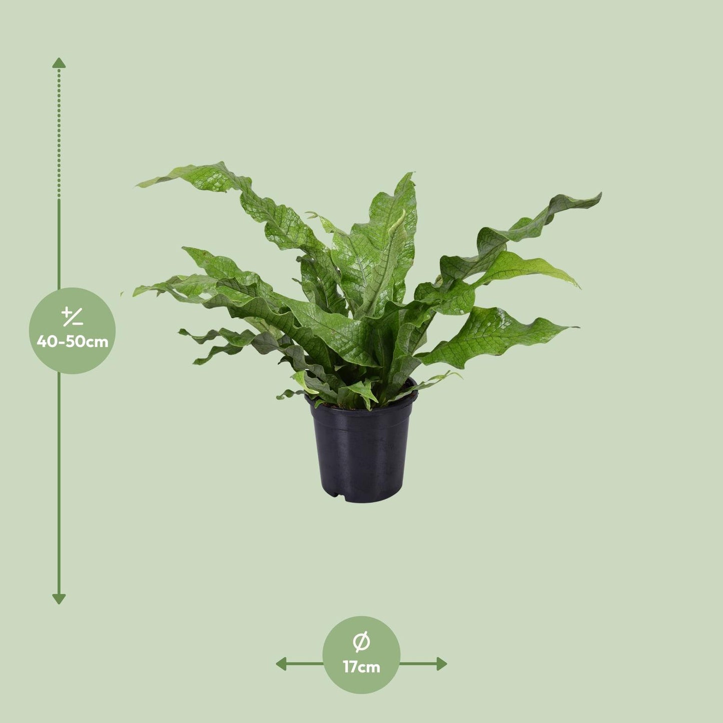 Microsorum diversifolium Kängurufarn Ø17cm | Pflanzfix24.de - Pflanzfix24.de