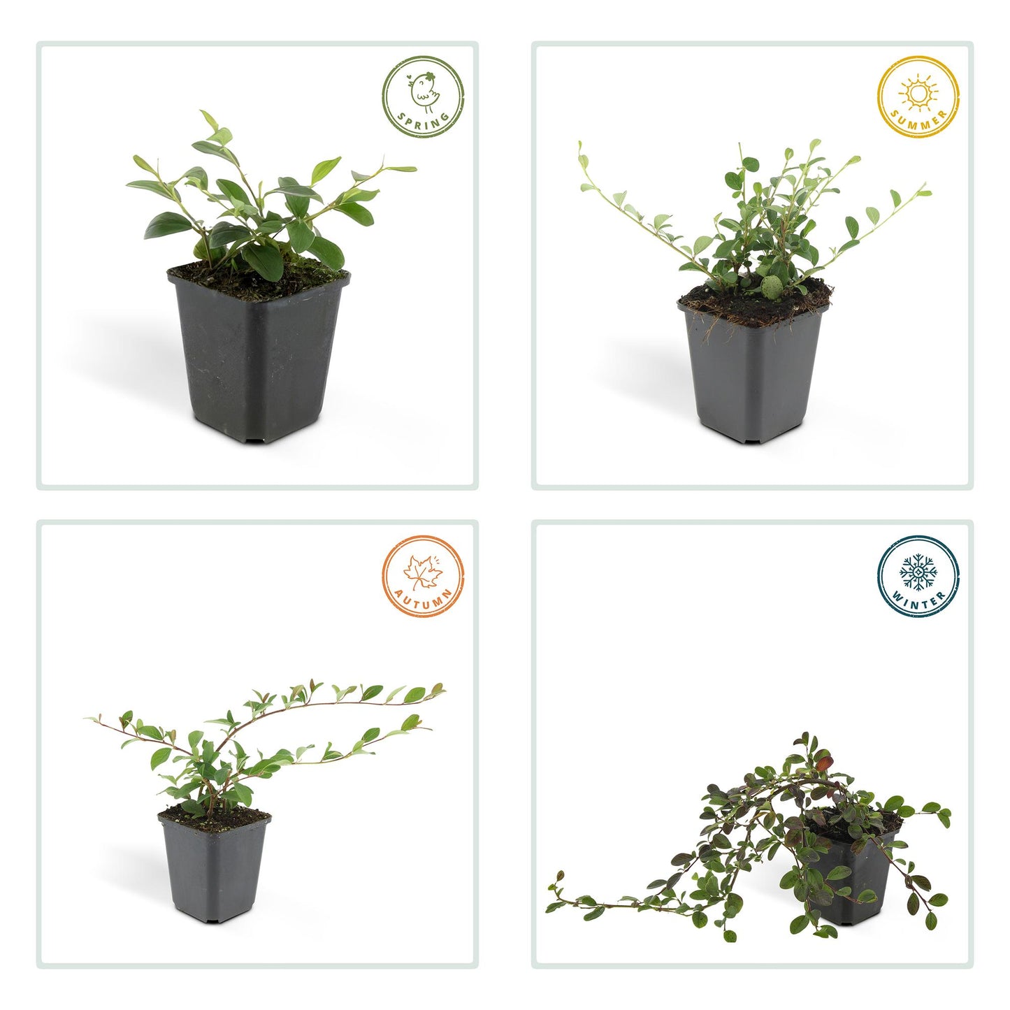 20x Cotoneaster dammeri Bodendecker | Pflanzfix24.de - Pflanzfix24.de