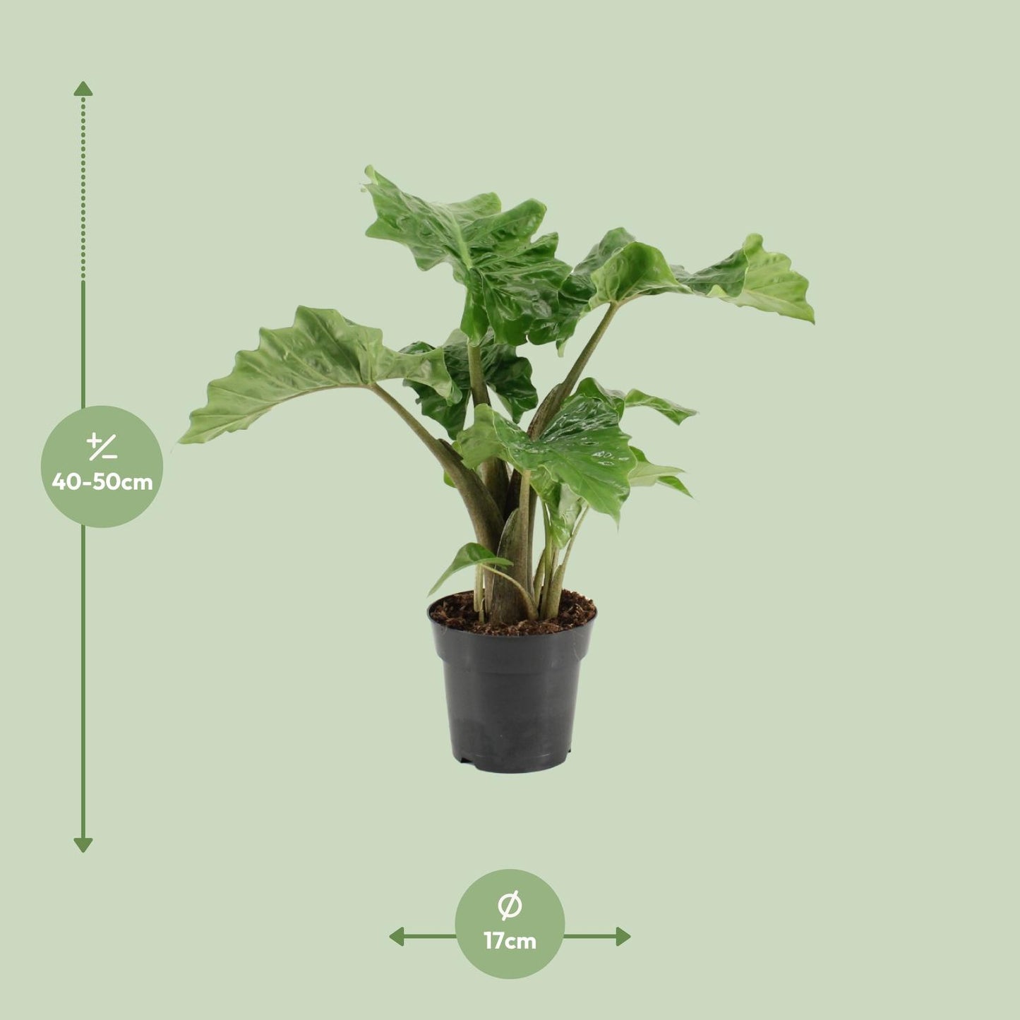 Alocasia Low Rider - Ø17cm - ↕50cm - Pflanzfix24