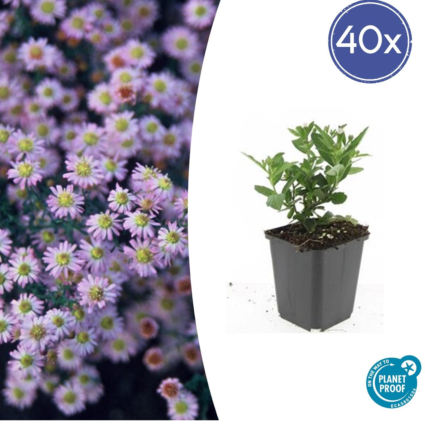 40x Aster ageratoides 'Stardust' - ↕10-25cm - Ø9cm - Pflanzfix24.de - Pflanzfix24.de