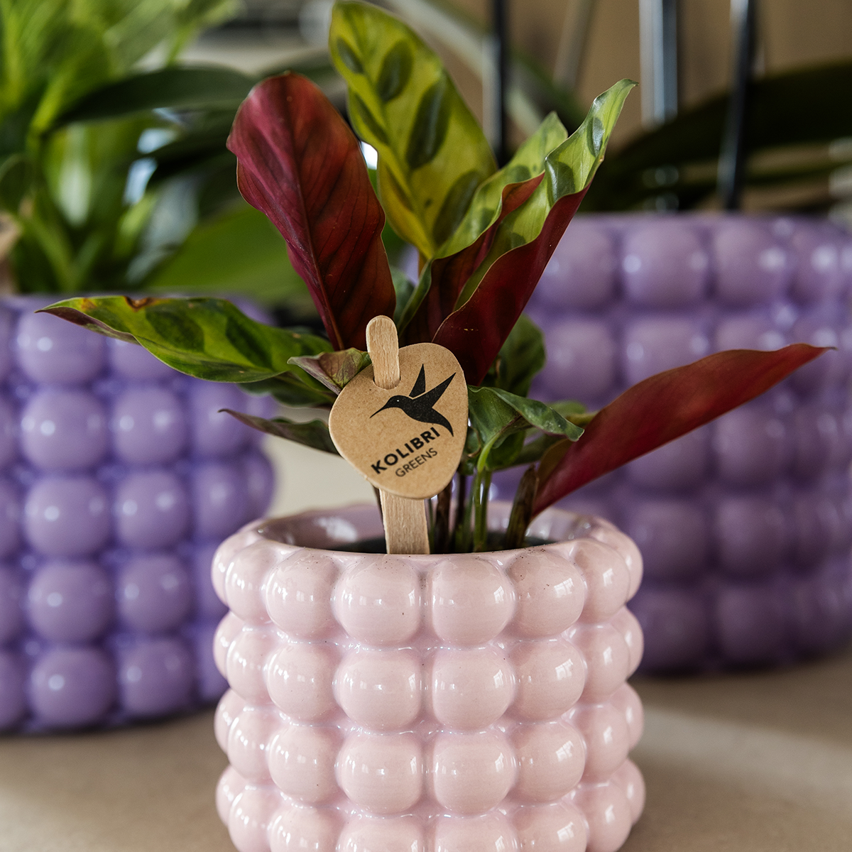 pflanzfix24 | Kolibri Home | Poppy Ziertopf - Pink - Ø6cm