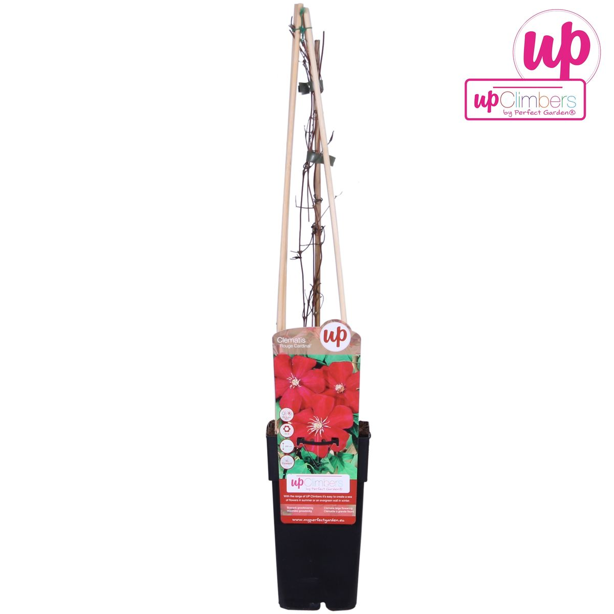 Clematis Hagley Hybrid - Clematis Rood - Ø15cm - ↕65cm - Pflanzfix24.de - Pflanzfix24.de
