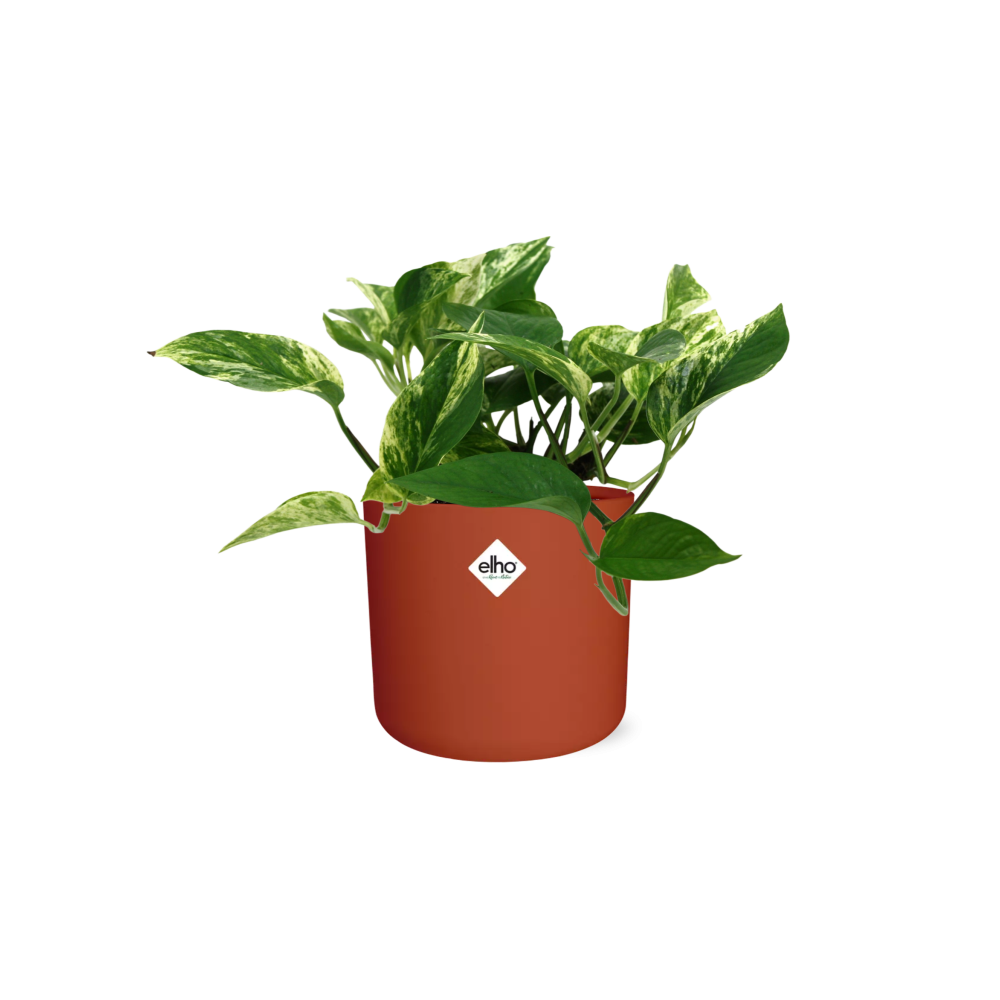 Scindapsus Marble Queen in ELHO b.for soft rond 14cm brique - Pflanzfix24