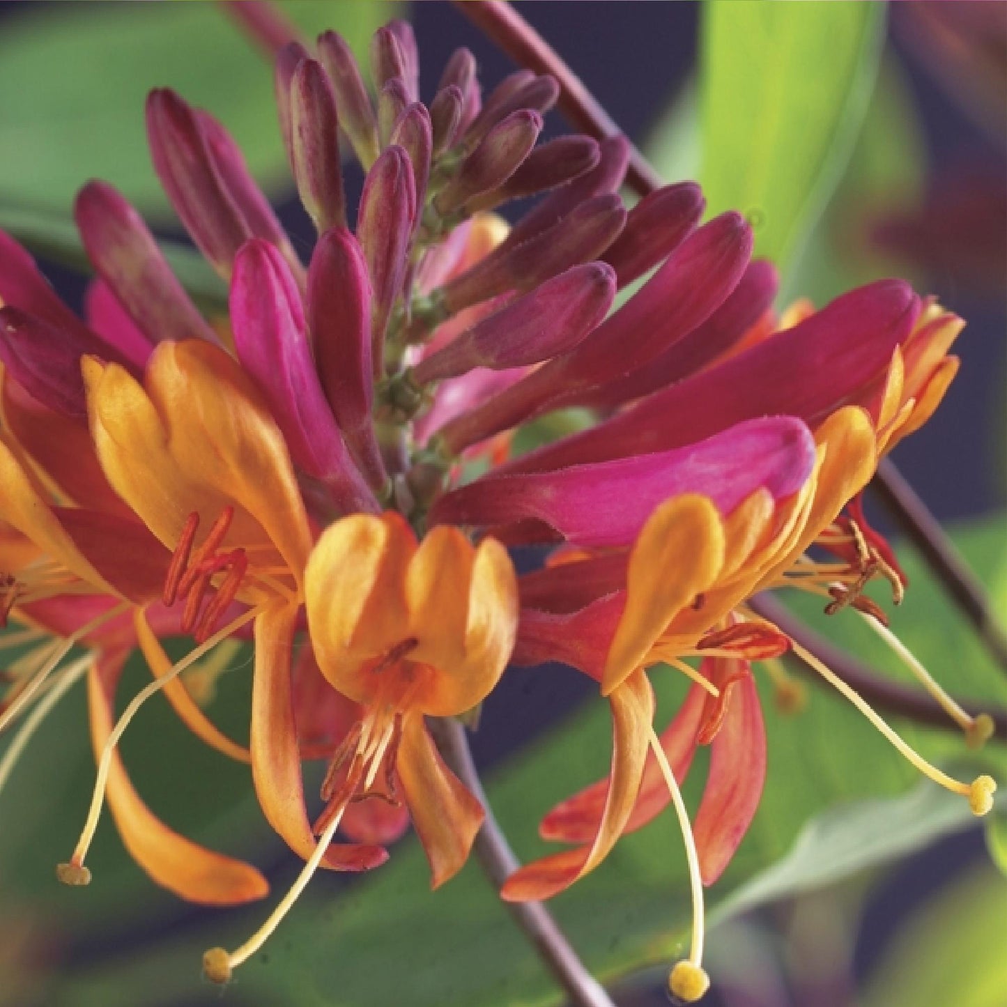 Pflanzfix24.de - Geißblatt - Lonicera heckrottii Goldflame - Blüten Rosa mit Gelb - 2 Pflanzen - Topf 11cm - Pflanzfix24.de
