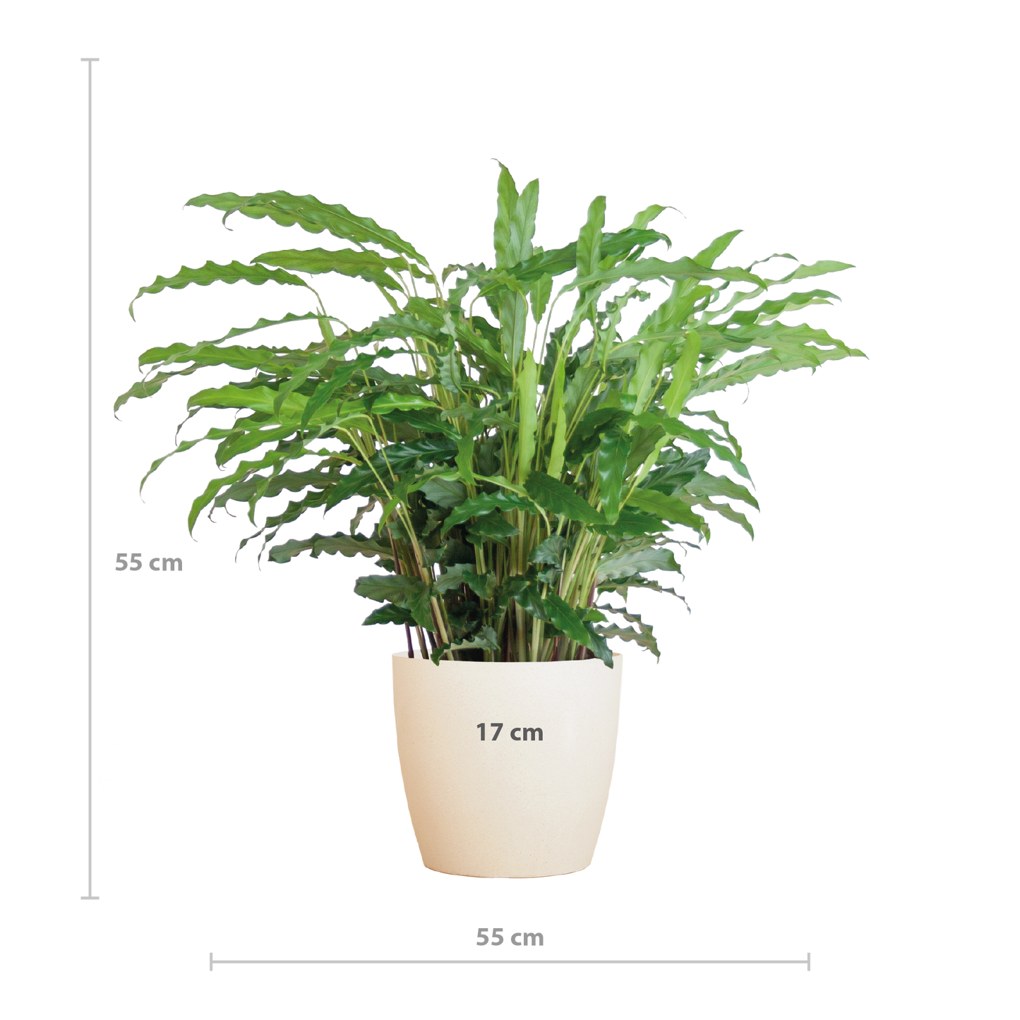 Calathea Rufibarba mit Viber weiß - 55cm - Ø17 - Pflanzfix24