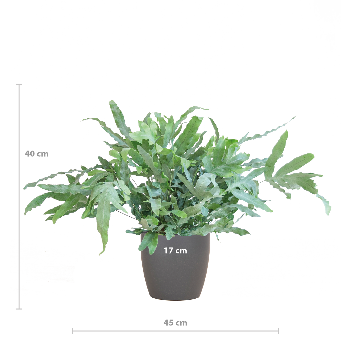 Phlebodium Aureum 'Blue Star' - 40cm - Ø17 - Pflanzfix24