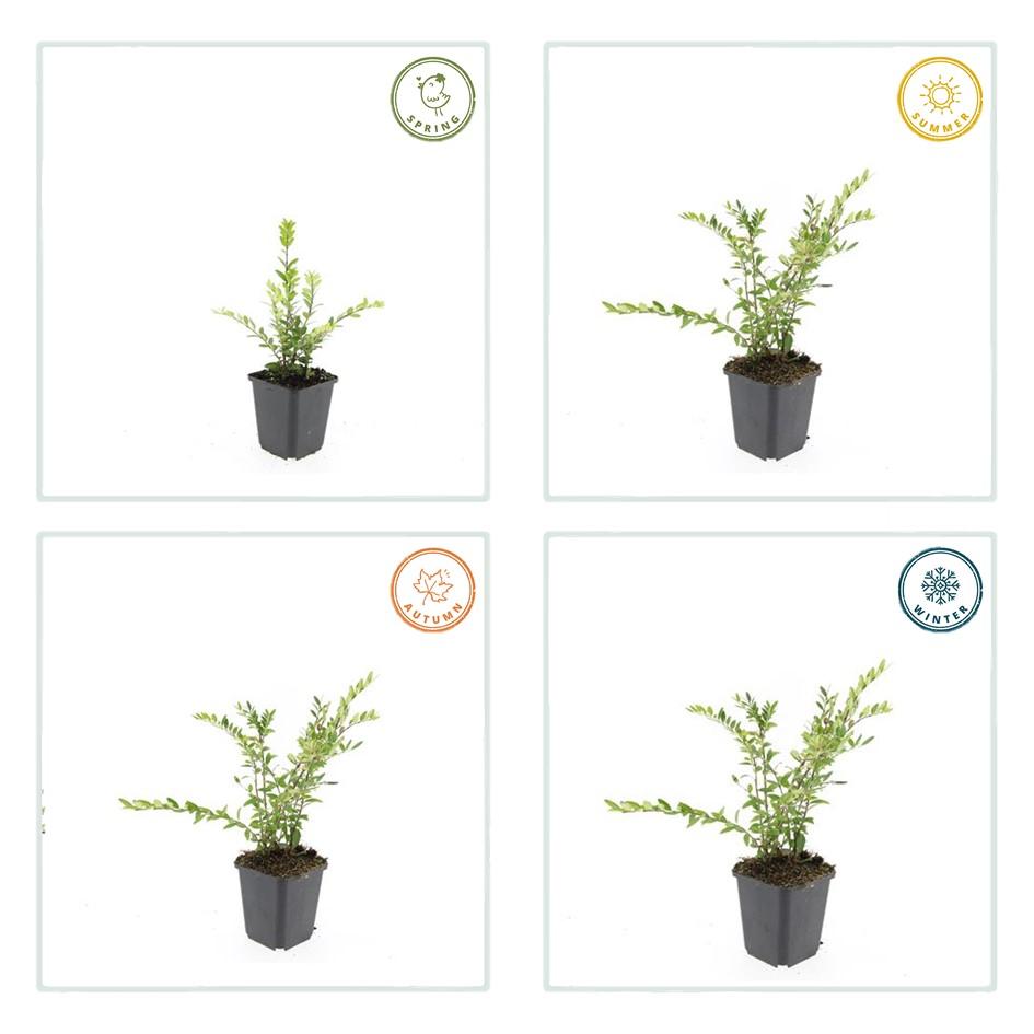 20x Lonicera pileata - ↕10-25cm - Ø9cm bei Pflanzfix24.de - Pflanzfix24.de