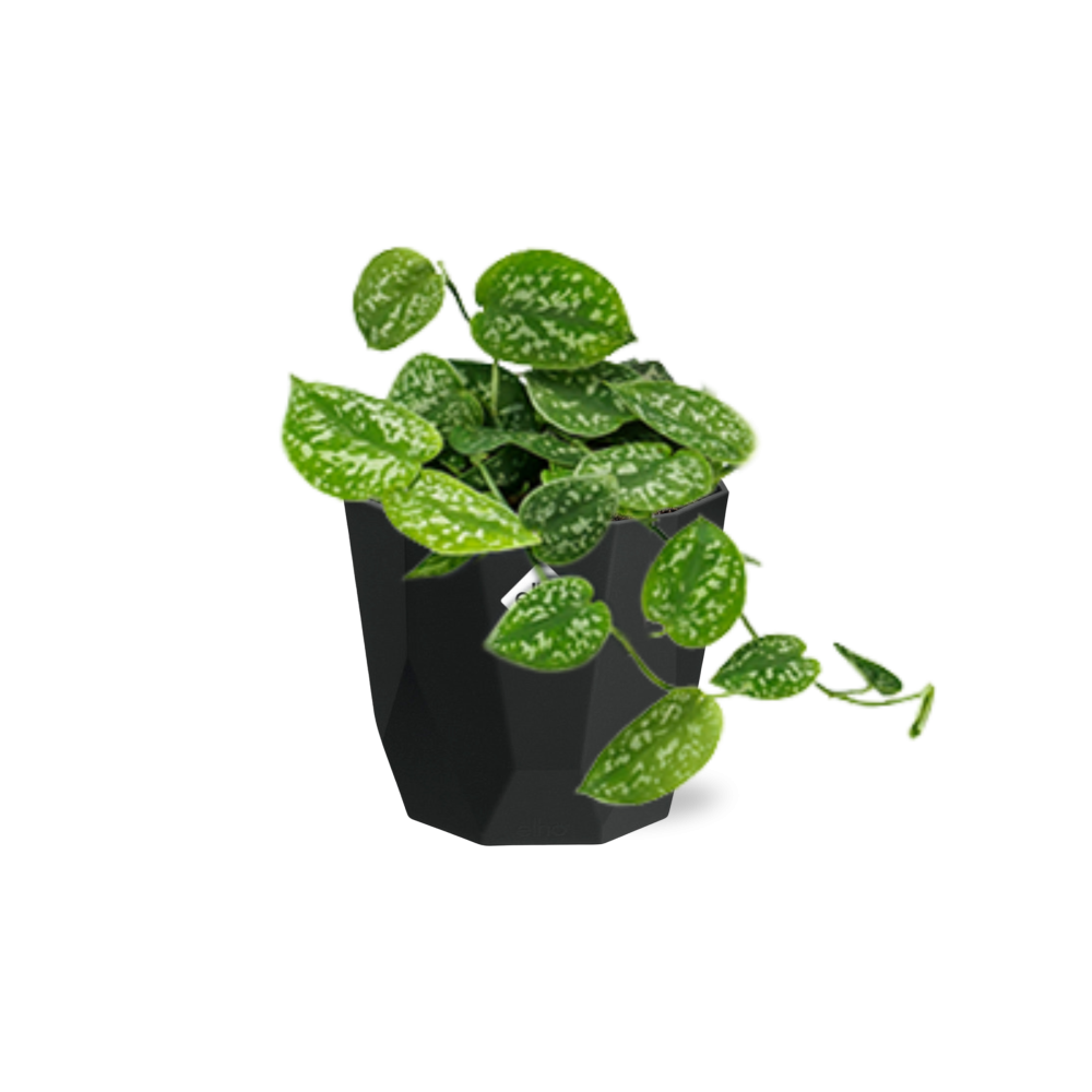 Scindapsus Pictus ‘Argyraeus’ - 14cm - b.for rock living black - Pflanzfix24
