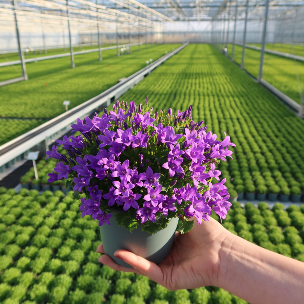 2x Campanula Addenda Ambella Intense Purple in Malaga-Dekotöpfen - Pflanzfix24.de - Pflanzfix24.de