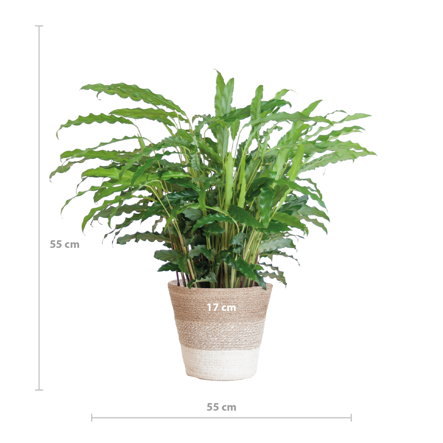 Calathea Rufibarba mit Korb Lissabon weiß - 55cm - Ø17 - pflanzfix24