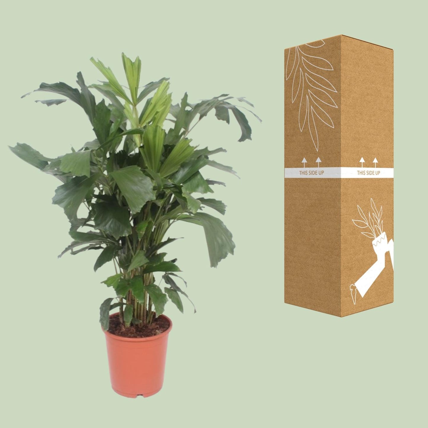 Caryota Mitis - Ø24cm - ↕110cm bei Pflanzfix24.de - Pflanzfix24.de